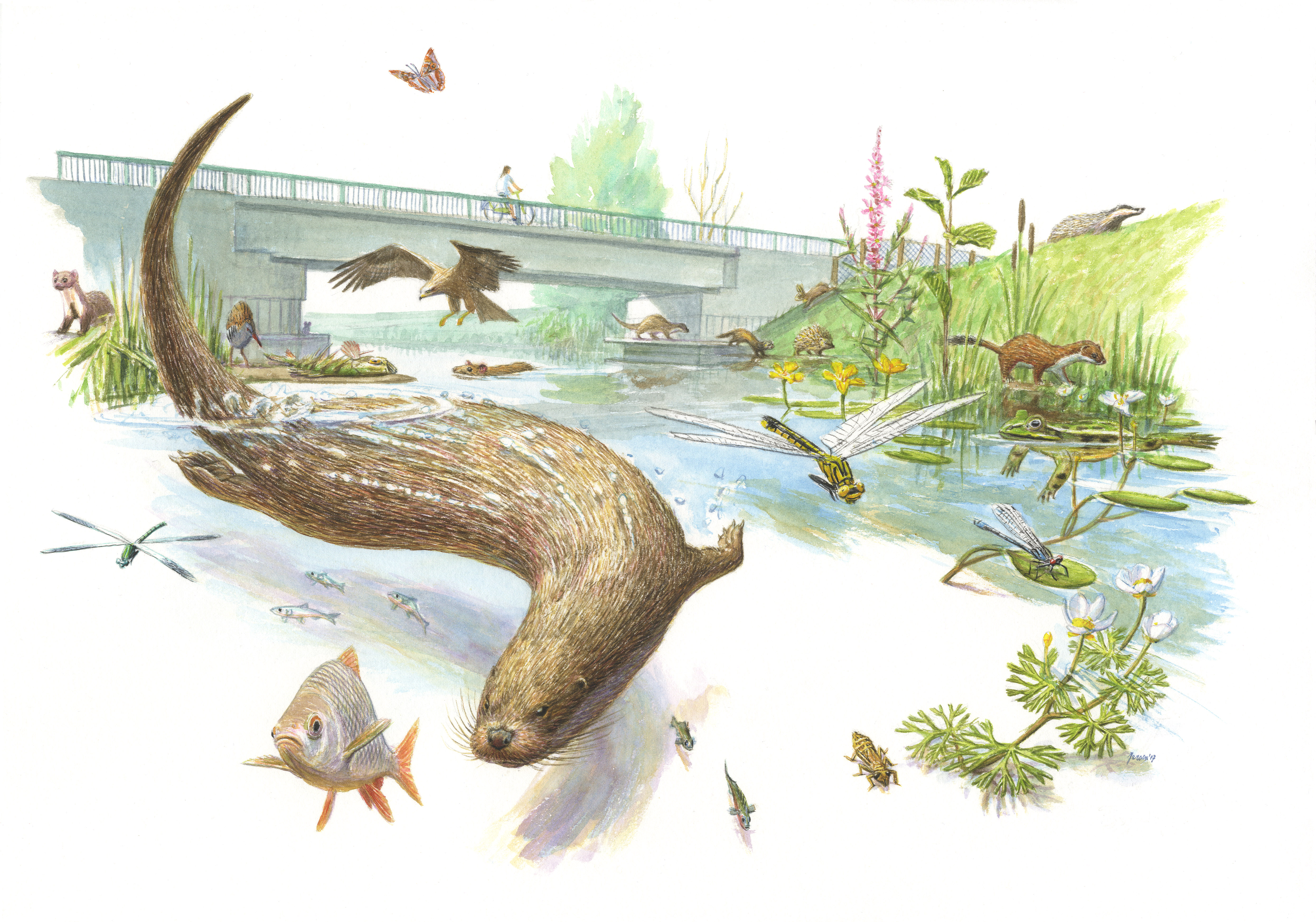 Otterplaat: De otter is hét boegbeeld voor waterkwaliteit