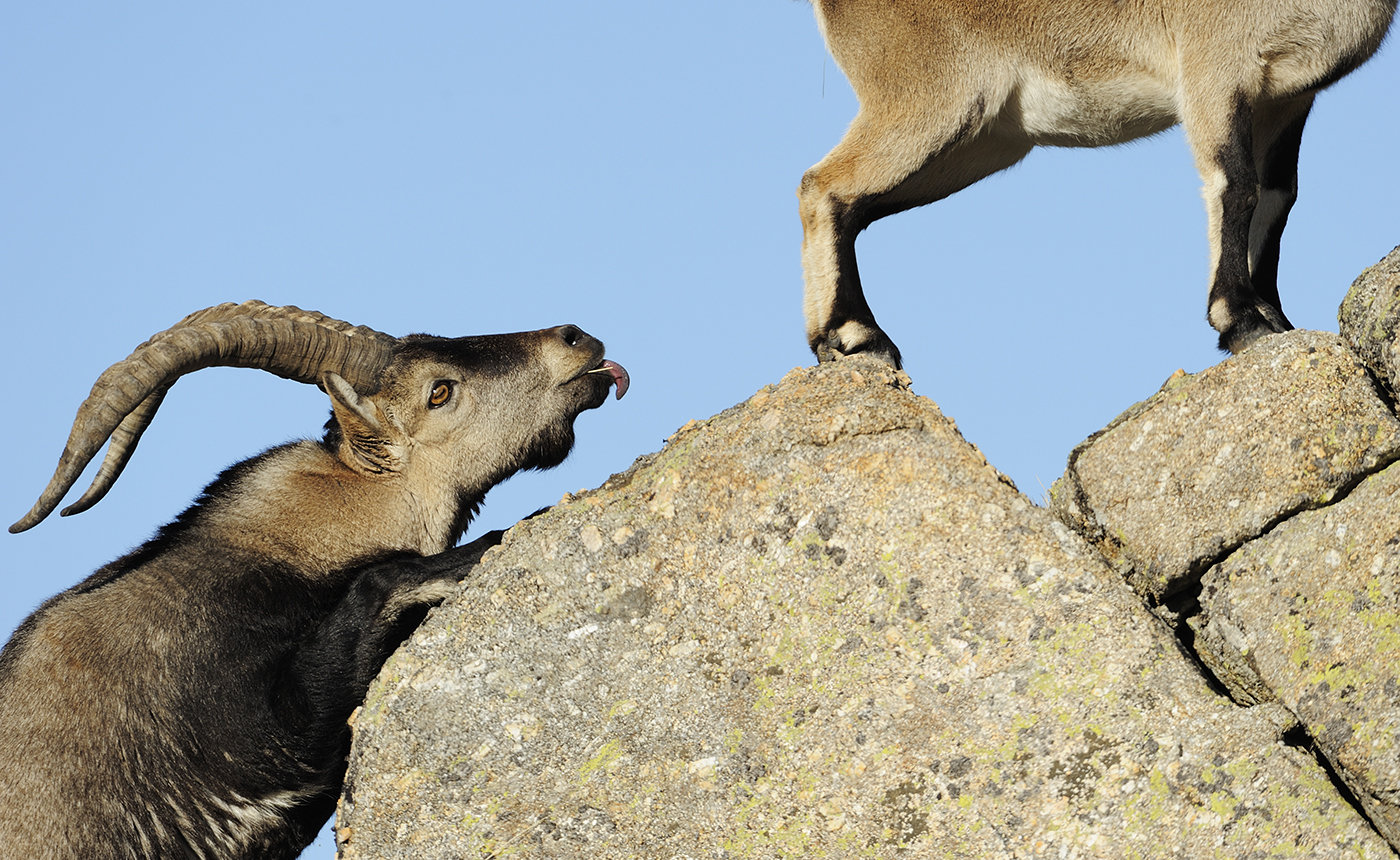 Iberian Ibex Foto Staffan Widstrand - Wild Wonders of Europe