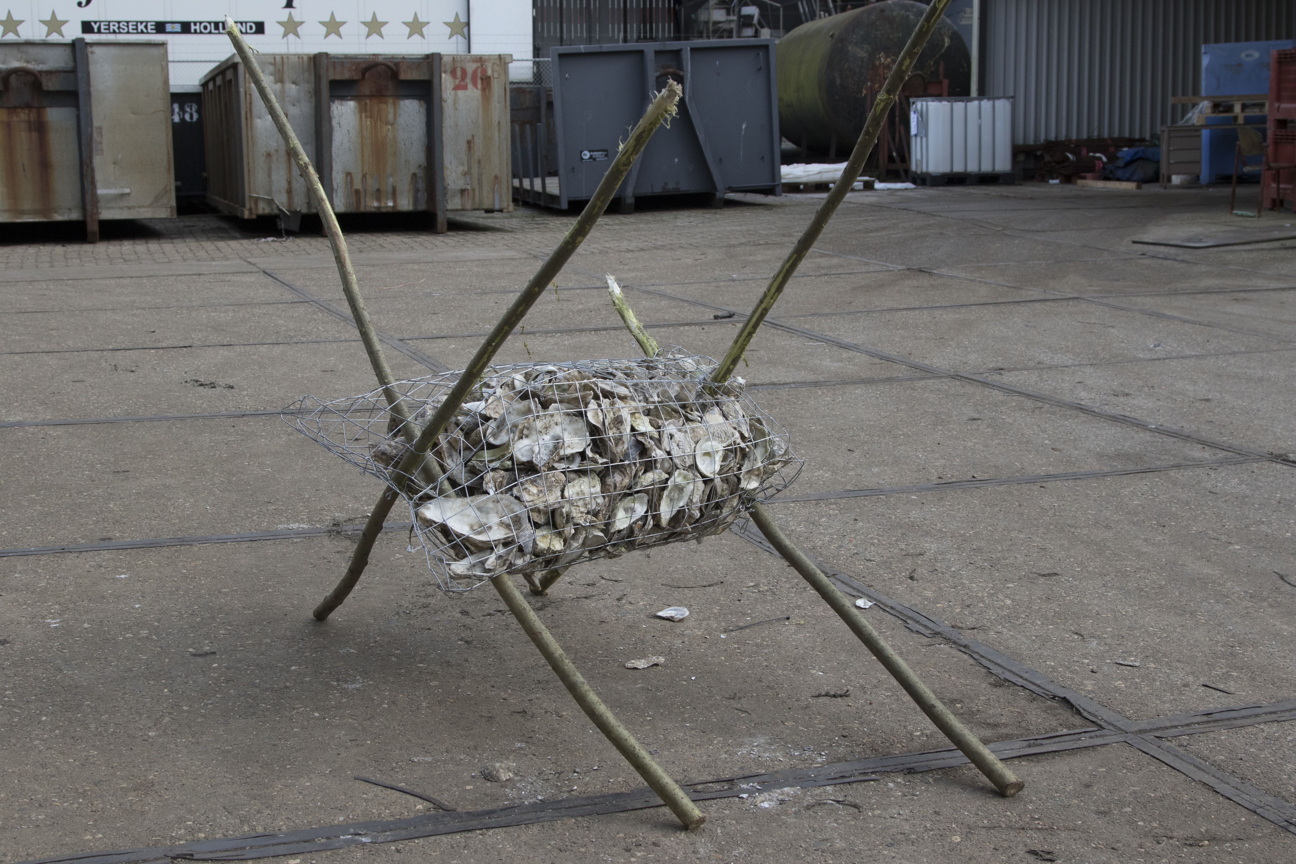 's Werelds eerste oesterwieg: een constructie van afbreekbaar gaas, hout en heel veel schelpen. 