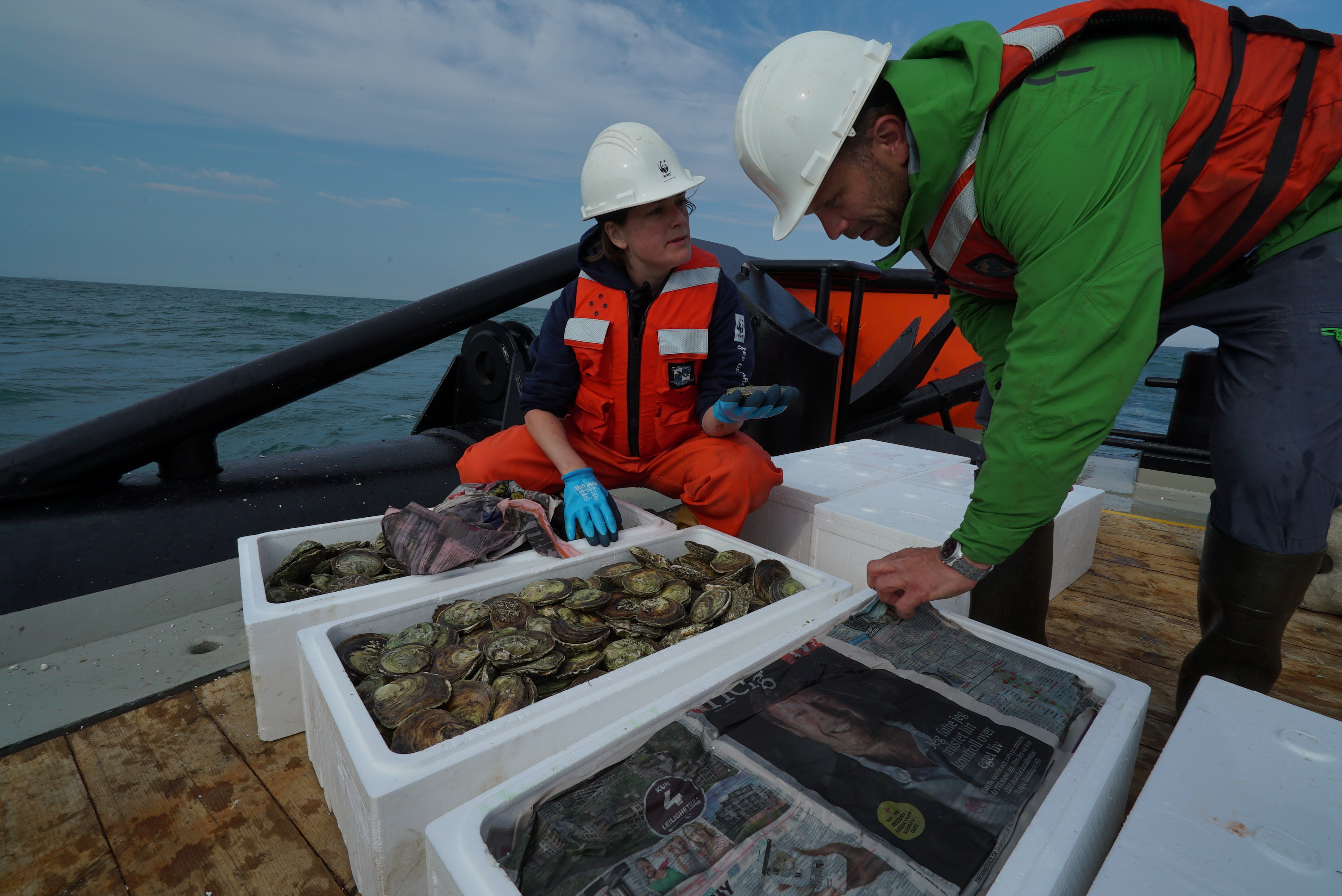 Start van de pilot in de Borkumse stenen. Foto: WNF