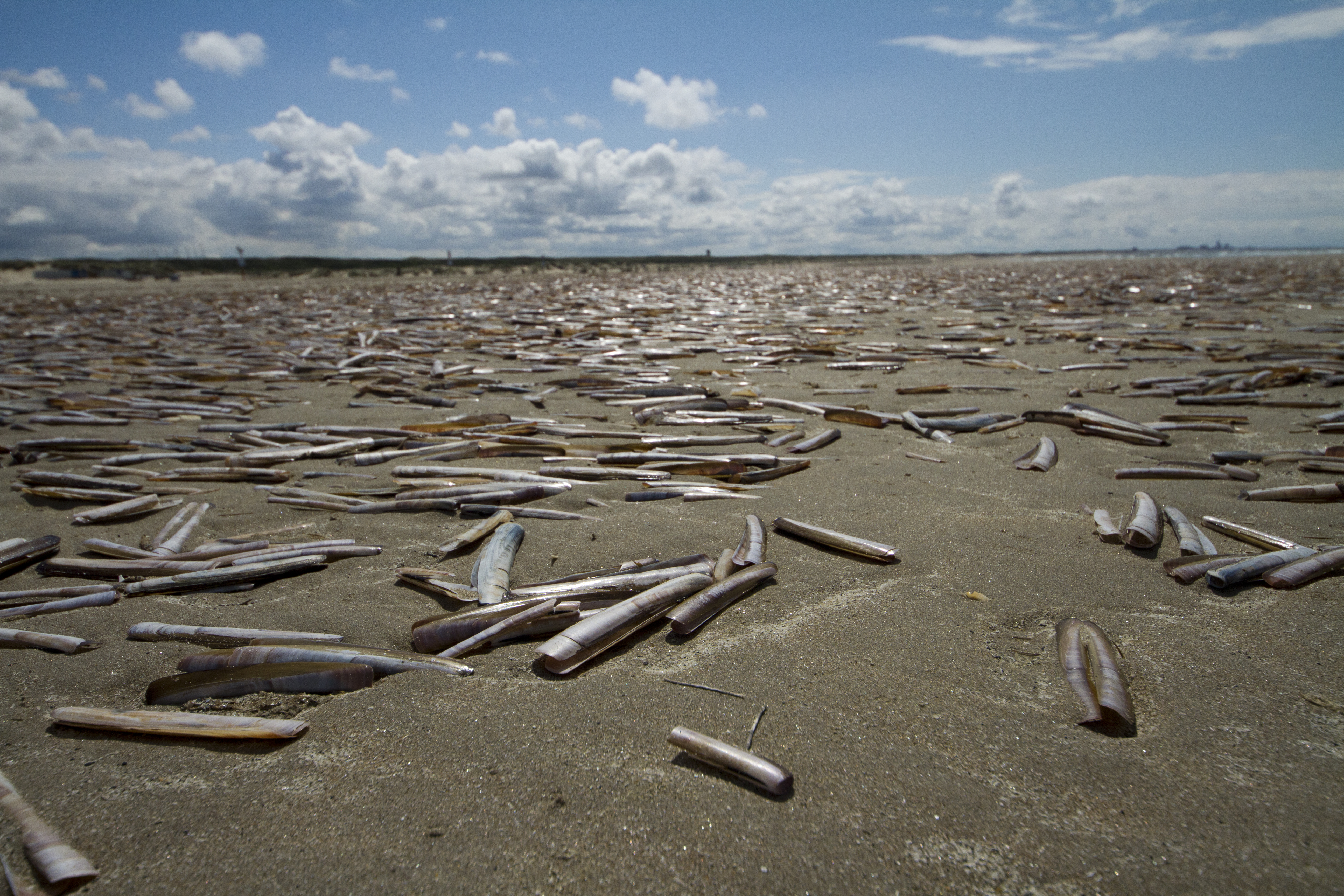 Scheermessen (Ensis) aangespoeld op het strand van IJmuiden. Foto: Ernst Schrijver