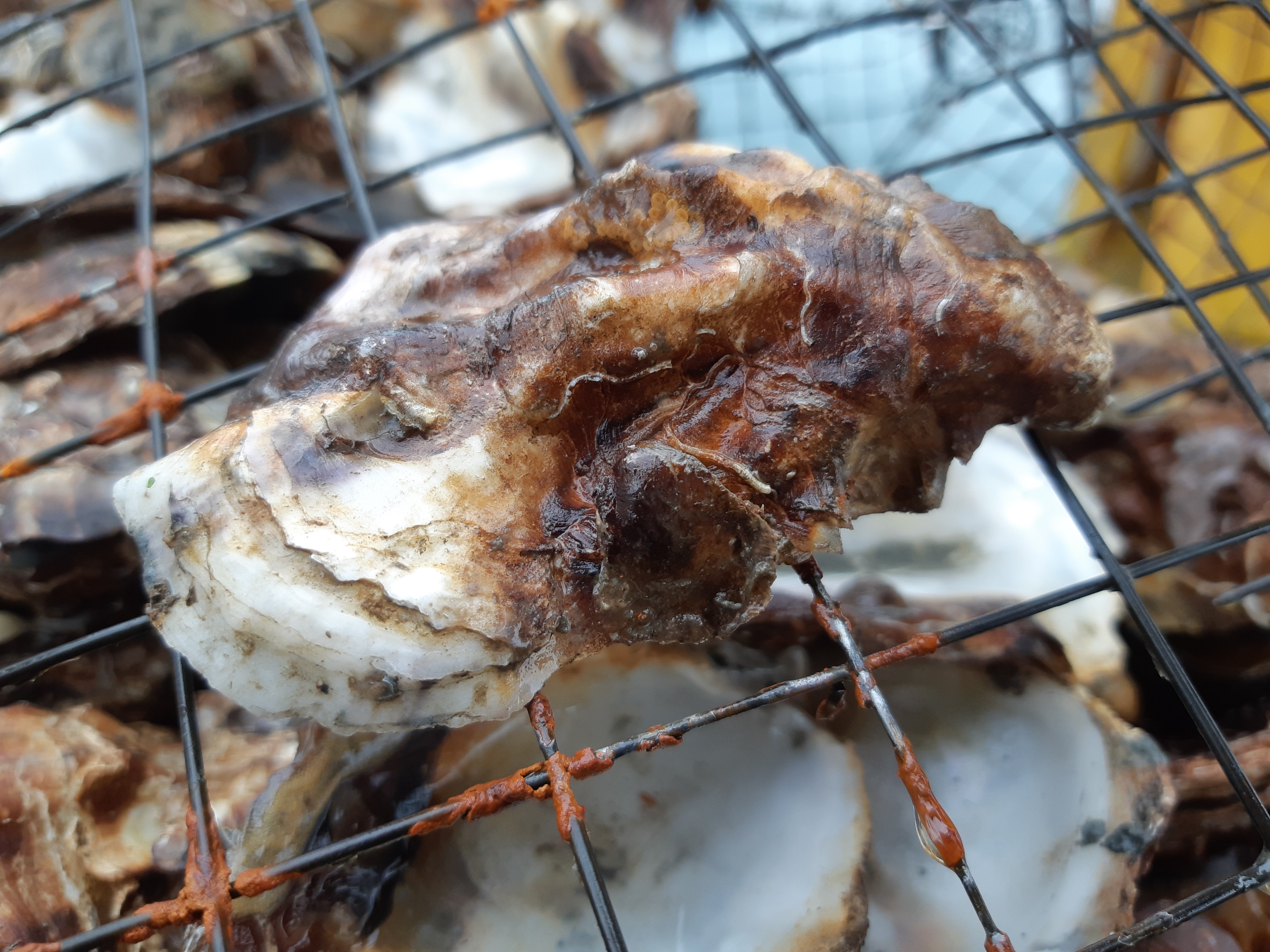 Jonge oester op oude schelp