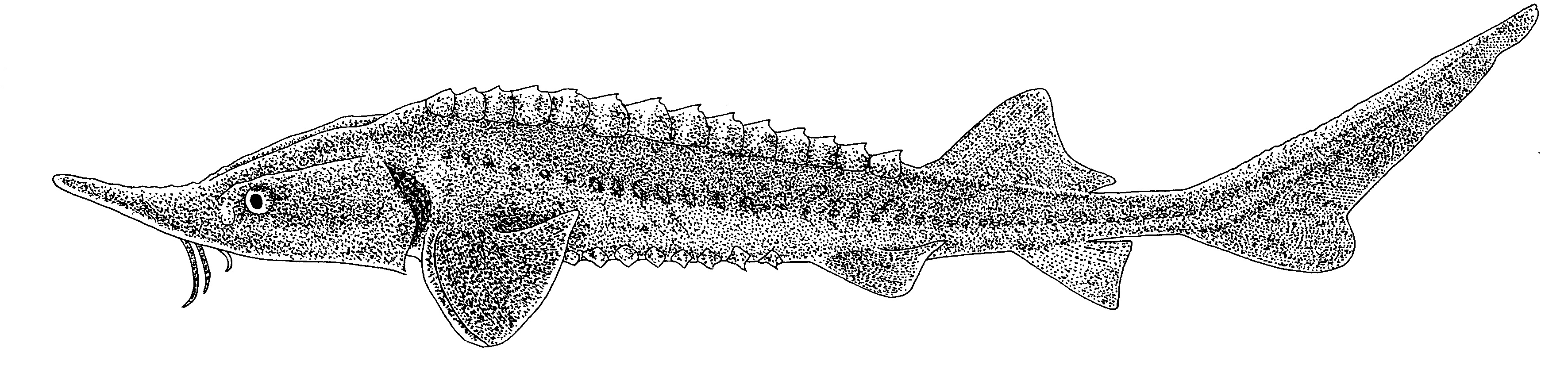 Siberische steur (Acipenser baerri). Tekening: Paul Veenvliet