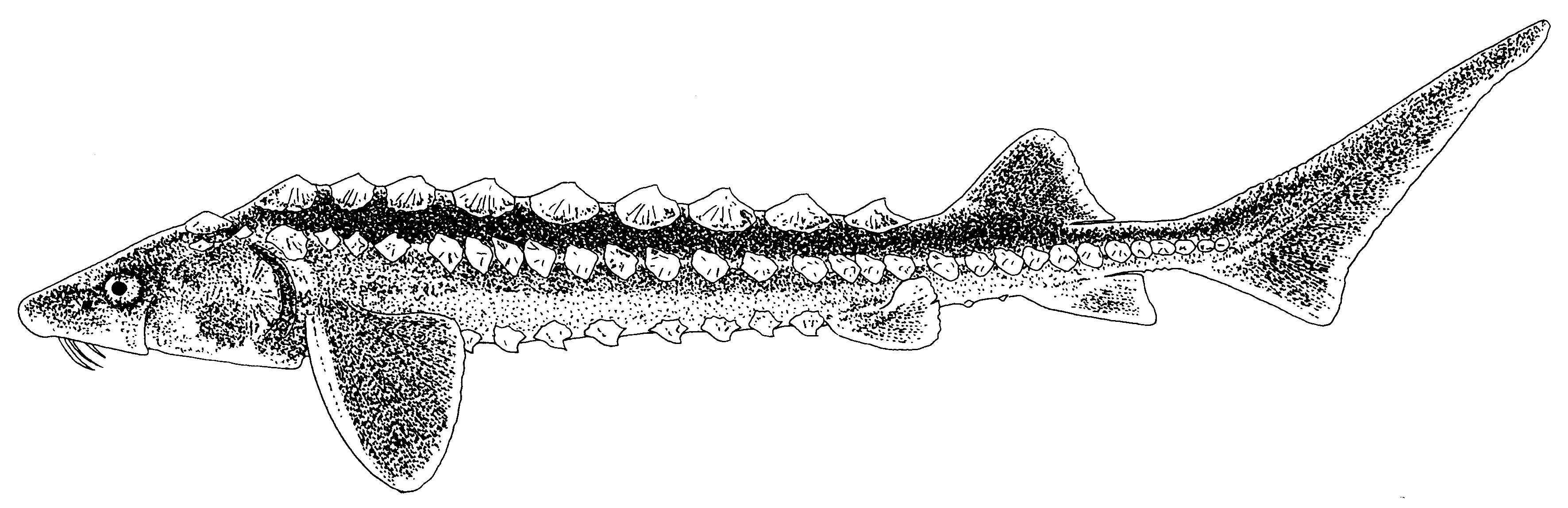 Diamant- of Russische steur (Acipenser gueldenstaedtii). Tekening: Paul Veenvliet
