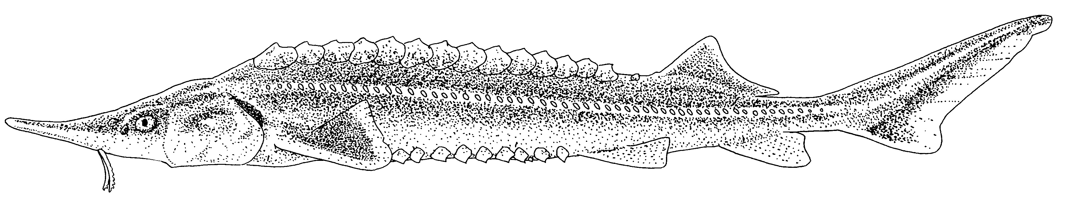 Sterlet (Acipenser ruthenus). Tekening: Paul Veenvliet