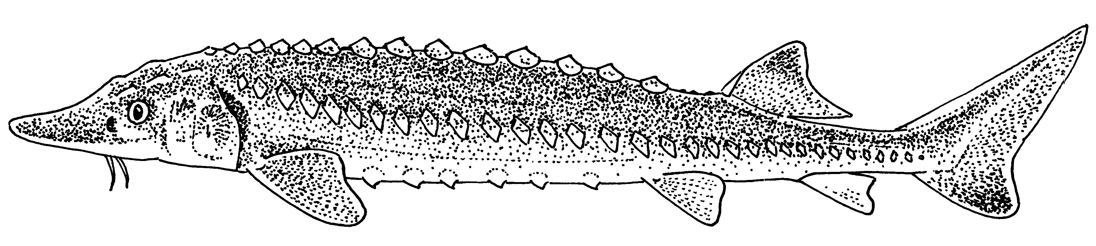 Europese Atlantische steur (Acipenser sturio). Tekening: Paul Veenvliet