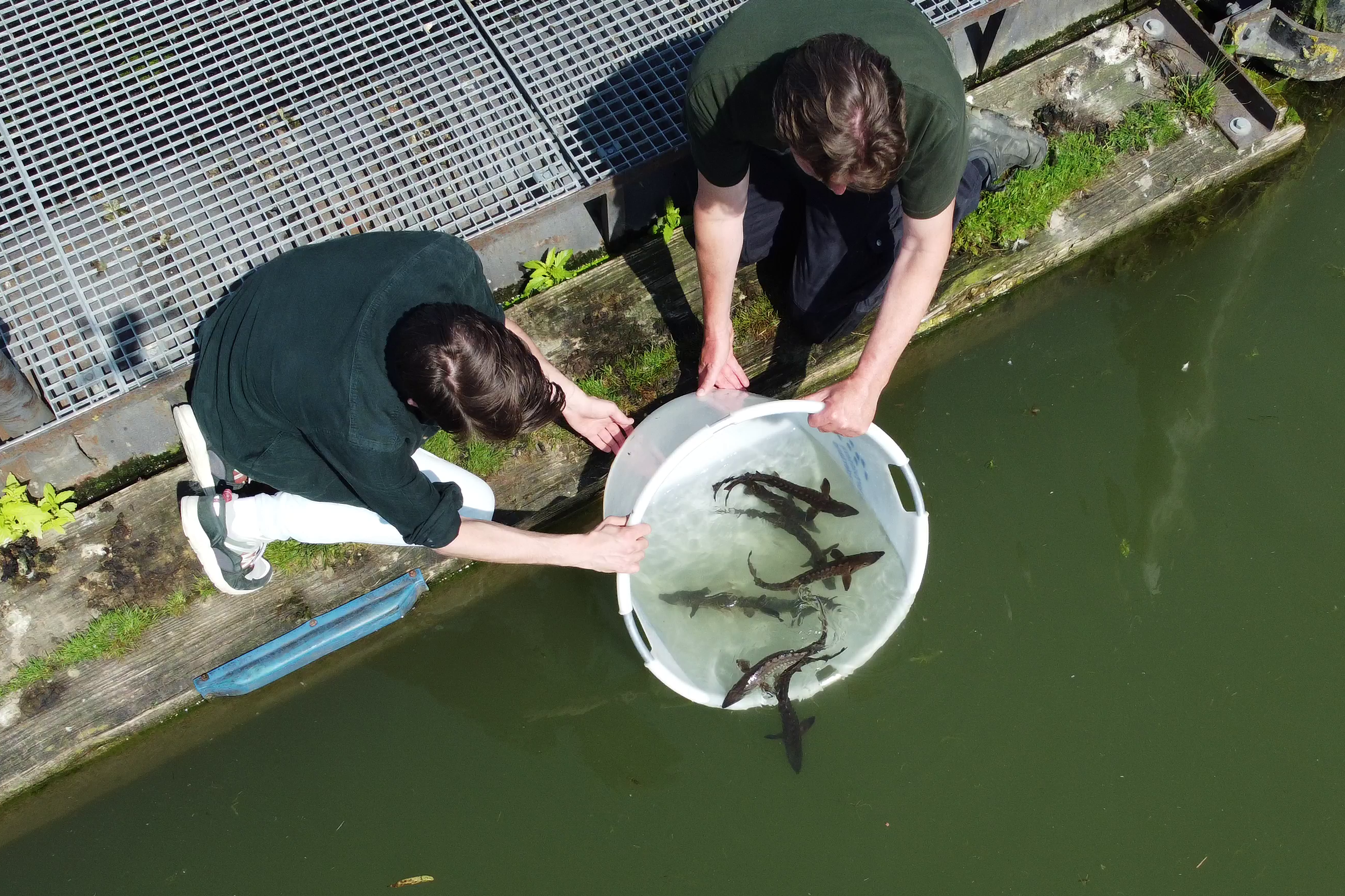 Europese steuren worden uitgezet in Biesbosch. Foto door Ernst Schrijver Europese steuren worden uitgezet in Biesbosch. Foto door Ernst Schrijver