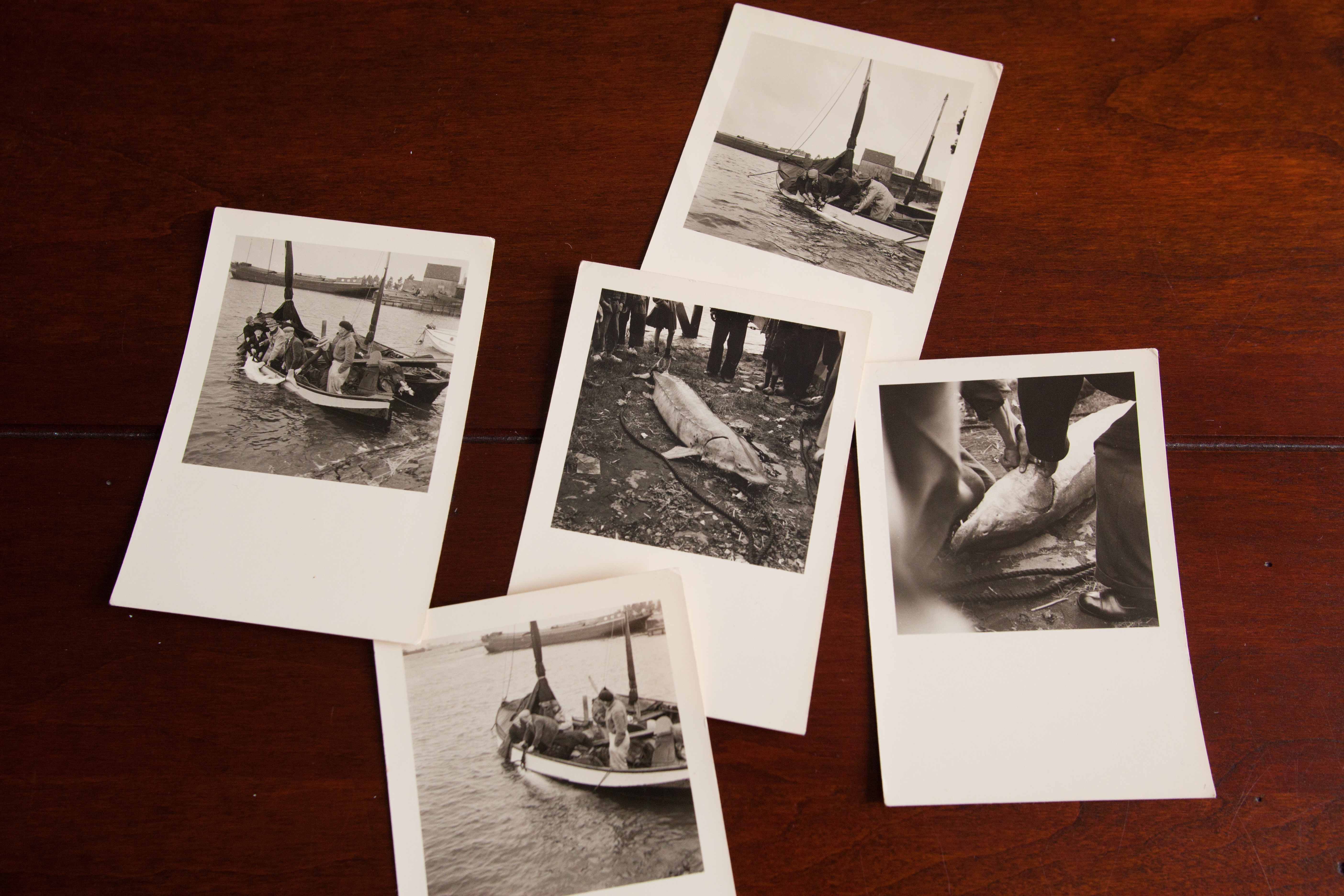 De rest van de foto's van de steurvangst in 1952.