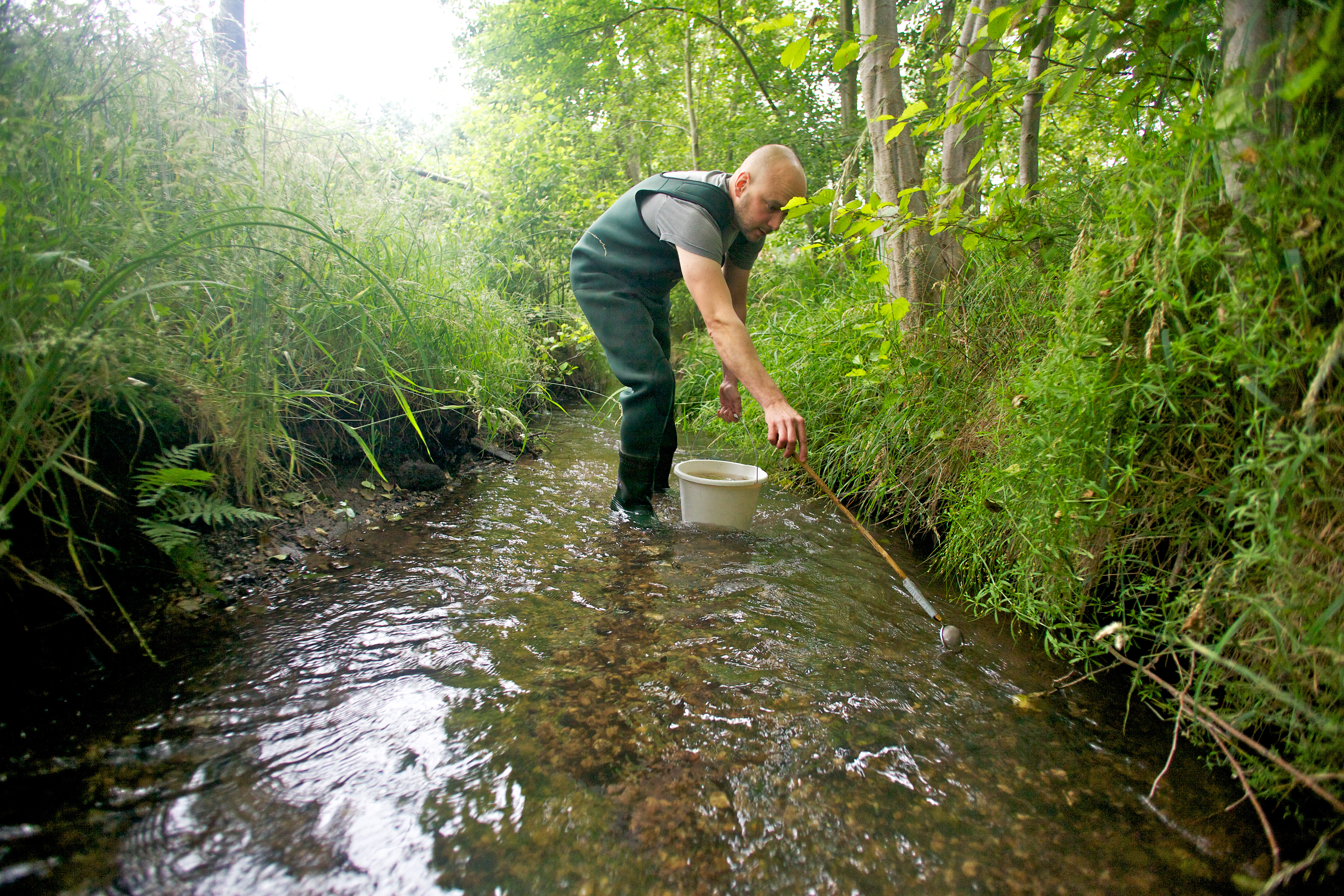 Jonge zalmen uitzetten in zijbeek van de Roer