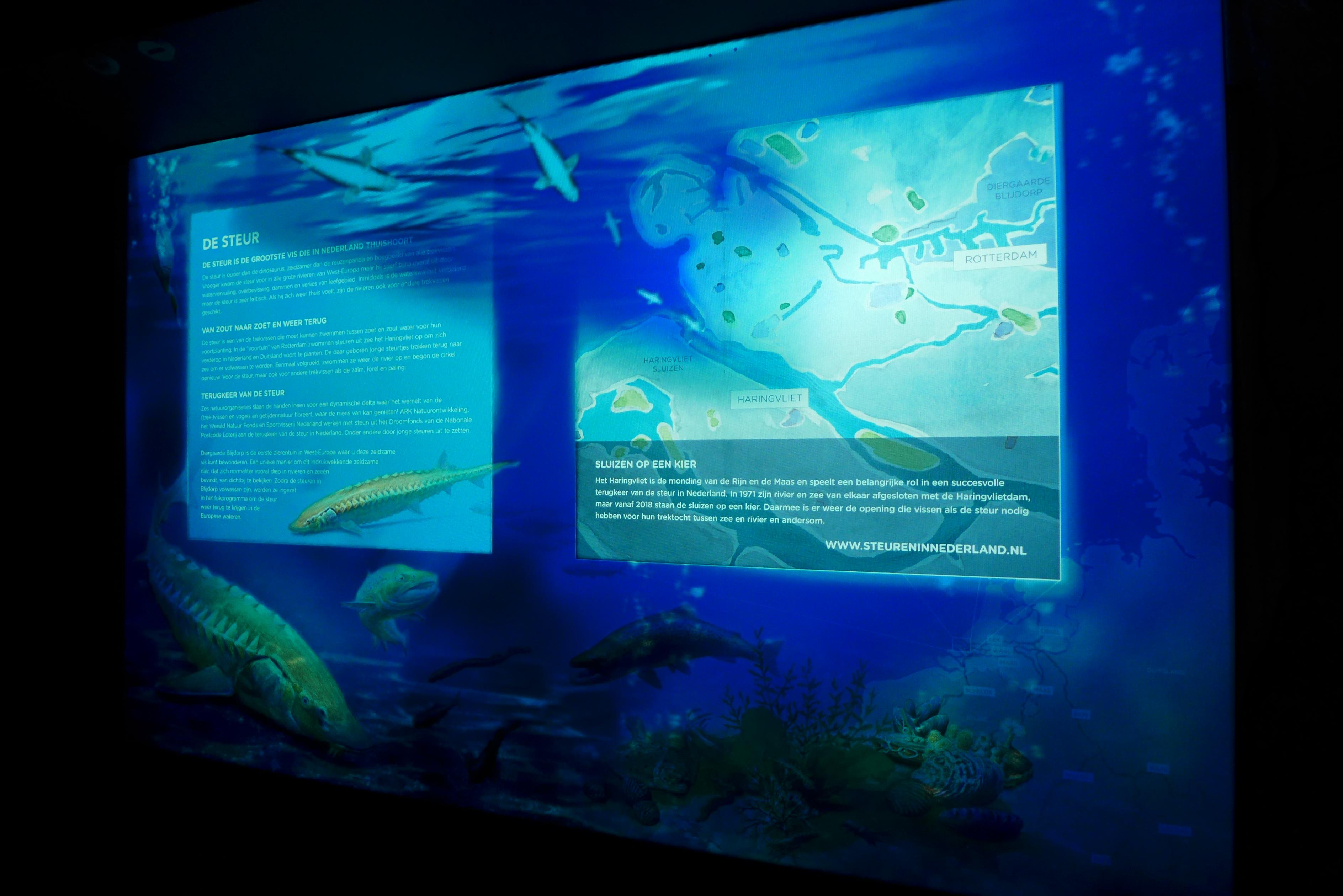 Haringvliet Steurenexpositie in Diergaarde Blijdorp