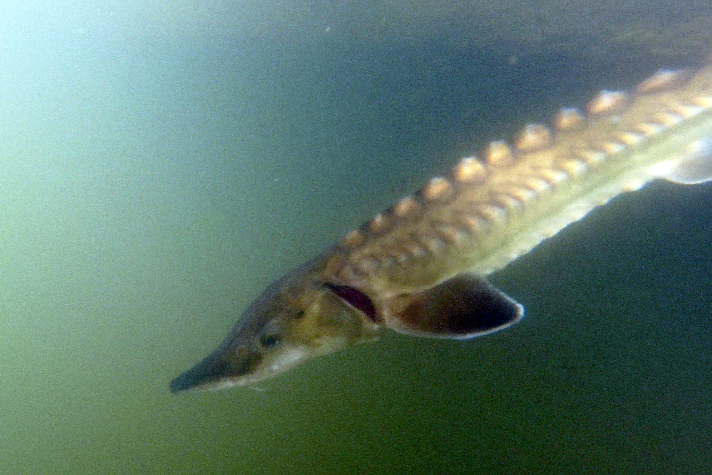 Europese steur zwemt uit in de Biesbosch. Foto door Ernst Schrijver. Europese steur zwemt uit in de Biesbosch. Foto door Ernst Schrijver.