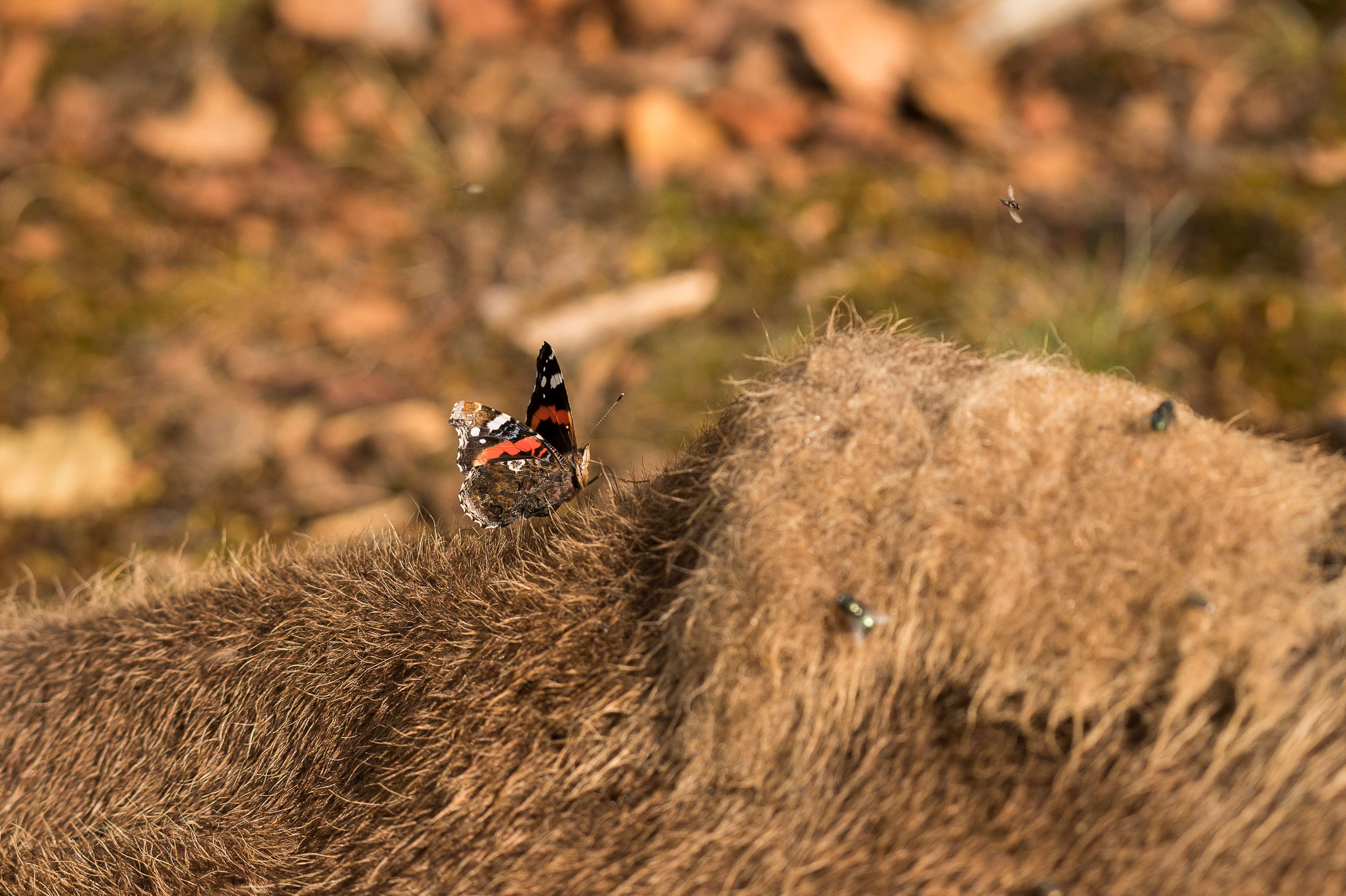 Atalanta op het kadaver van een wisent. Foto: Arjen Boerman, FREE Nature