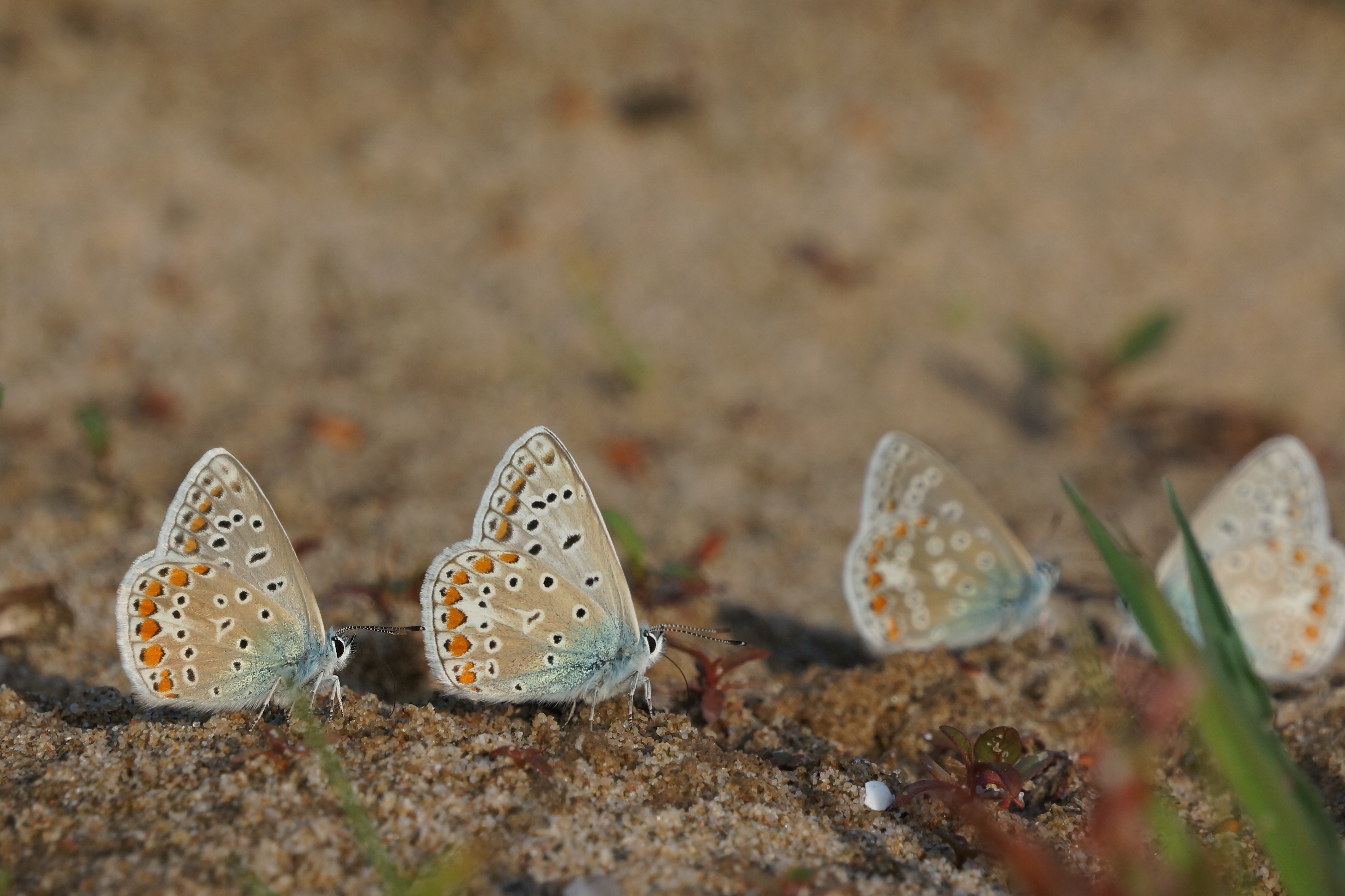 Icarusblauwtjes op vochtige bodem. Foto: Twan Teunissen