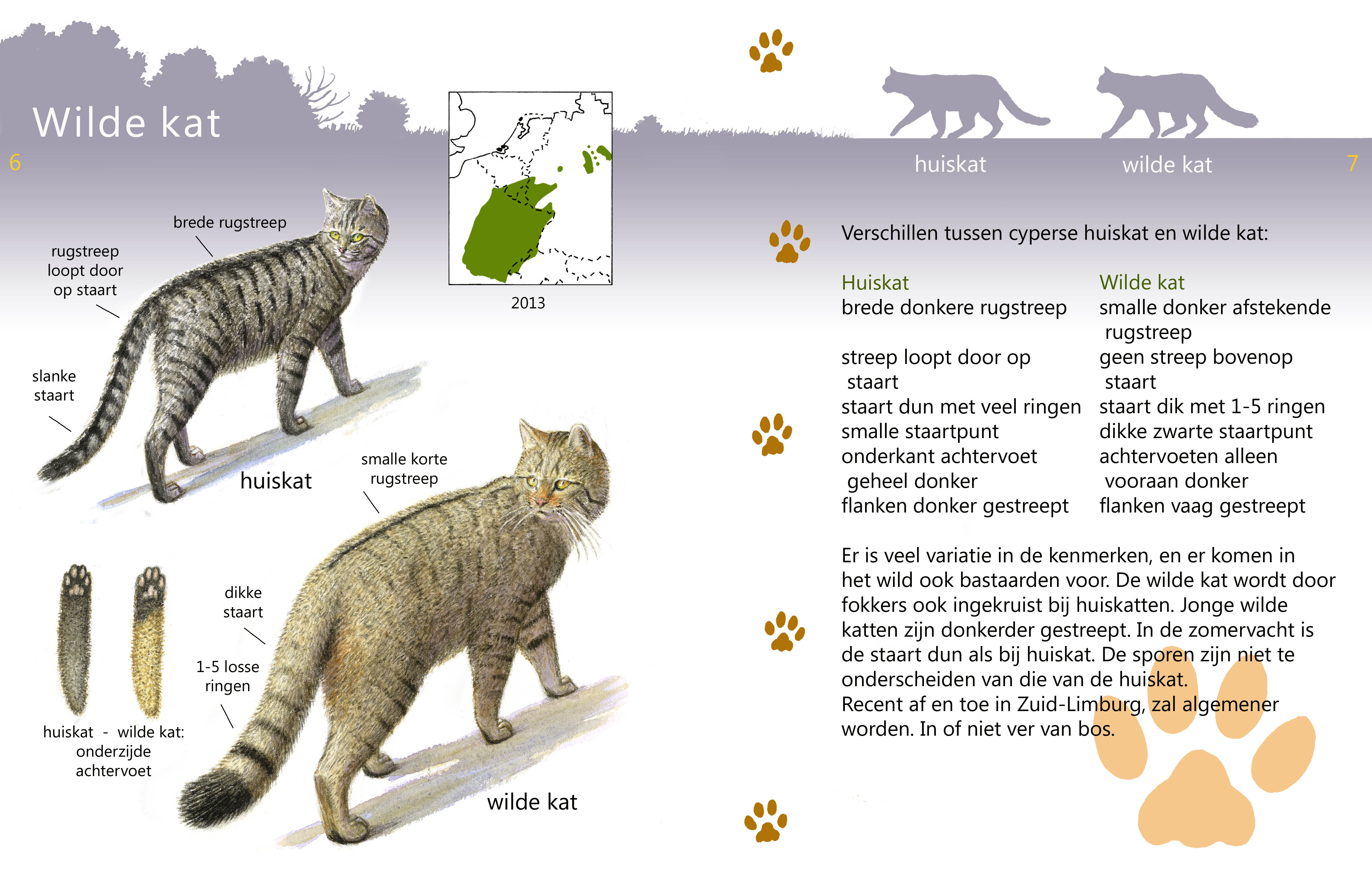 Roofdiergids wilde kat