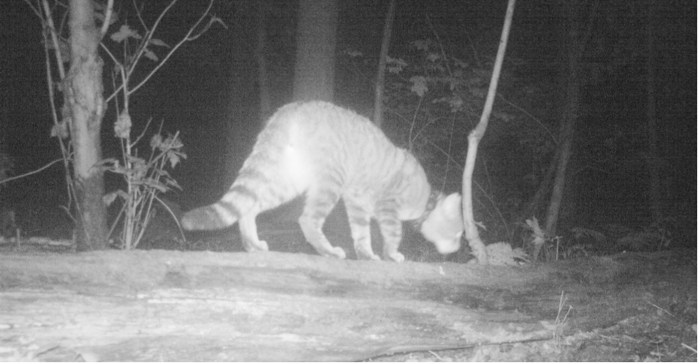 Gezenderde wilde kat, vastgelegd met cameraval