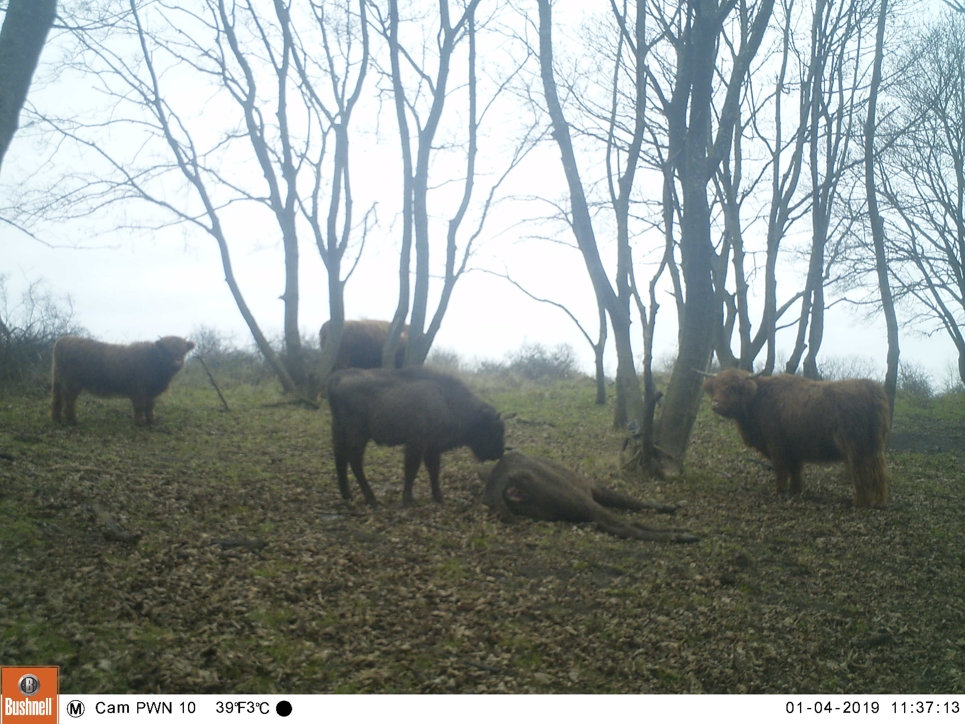 Wisentkalf bij dode wisentkoe. Schotse hooglanders op de achtergrond. Foto: PWN
