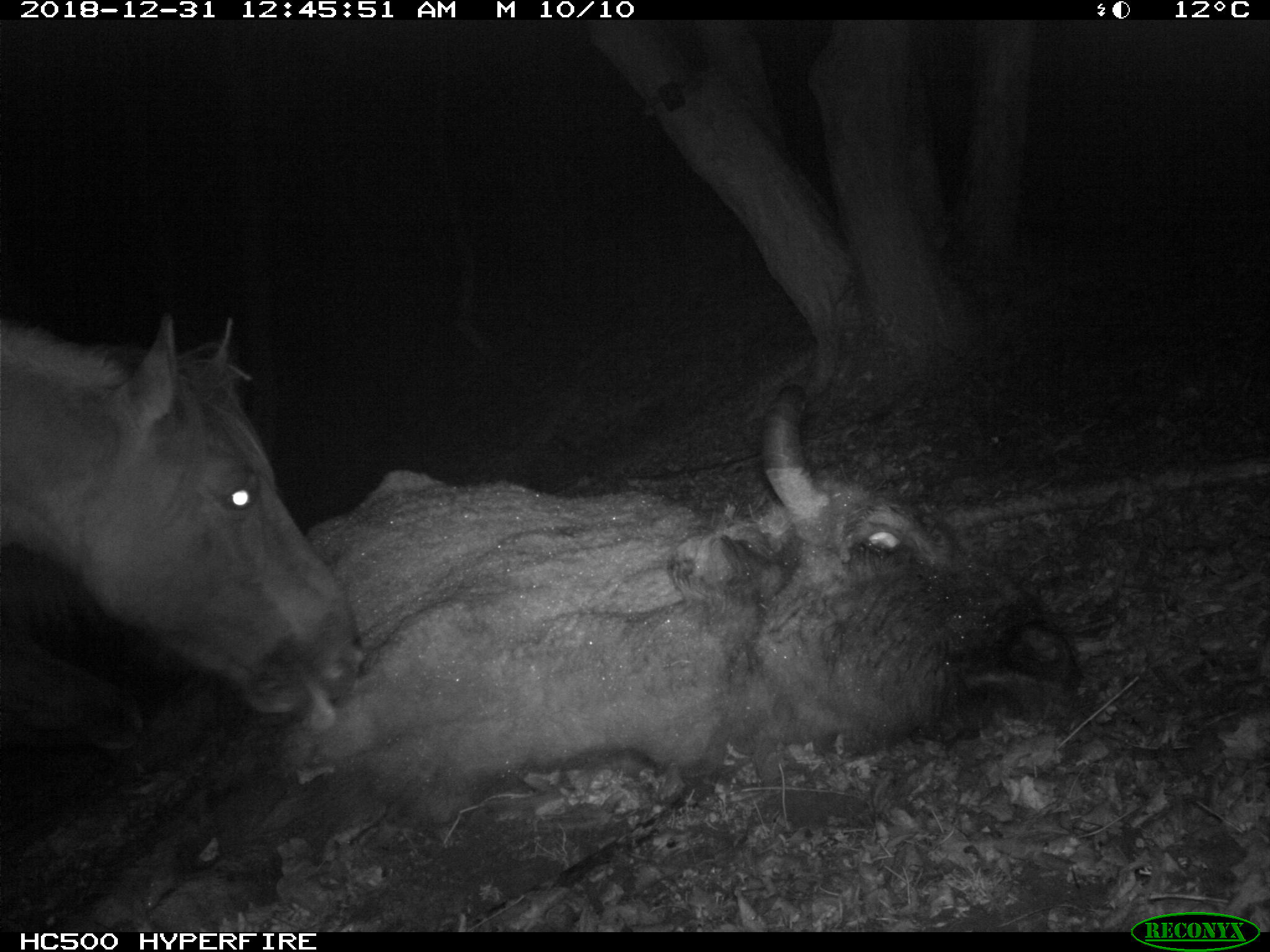 Konikpaard likt dode wisent. Foto: PWN