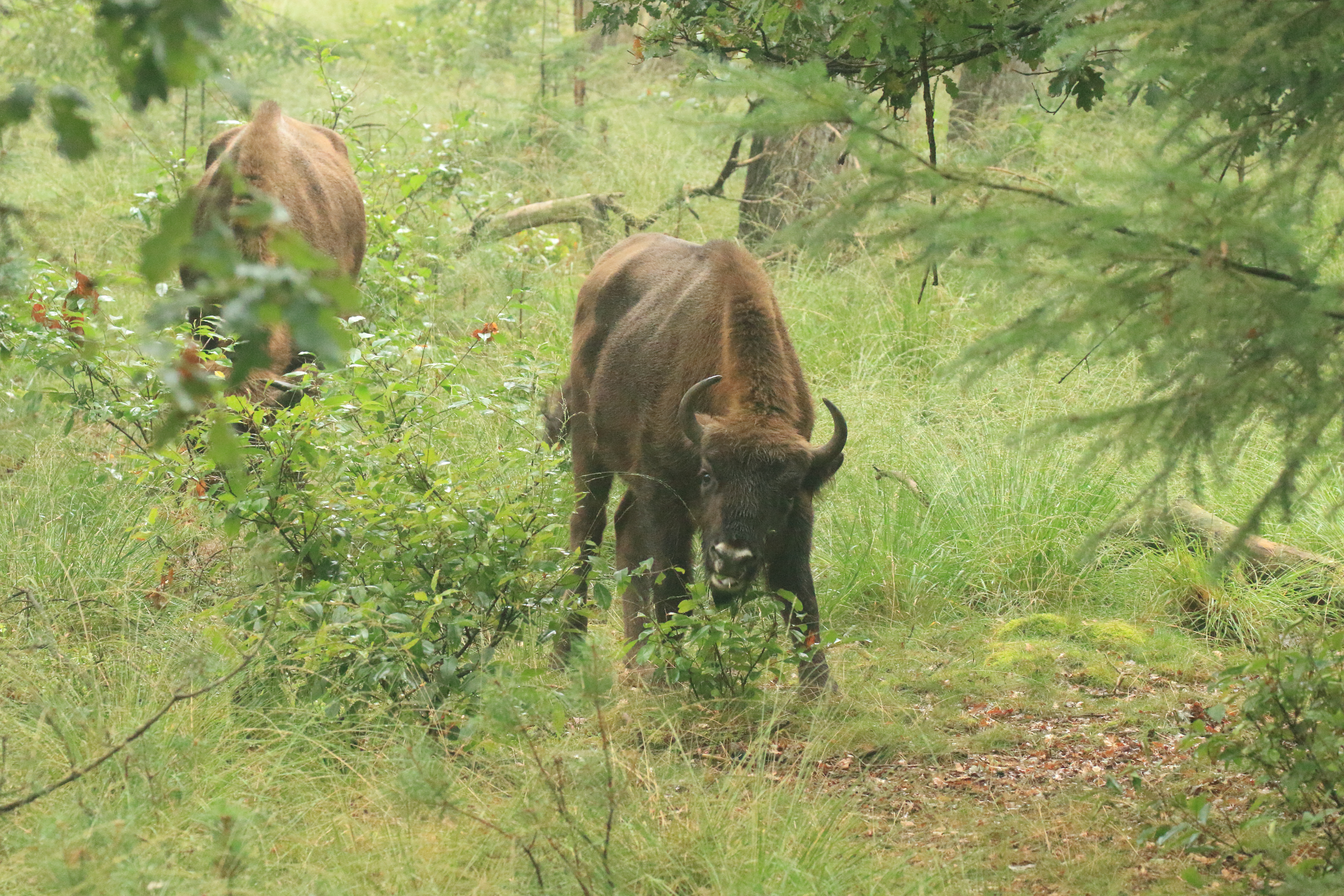 Wisent snoeit Amerikaanse vogelkers
