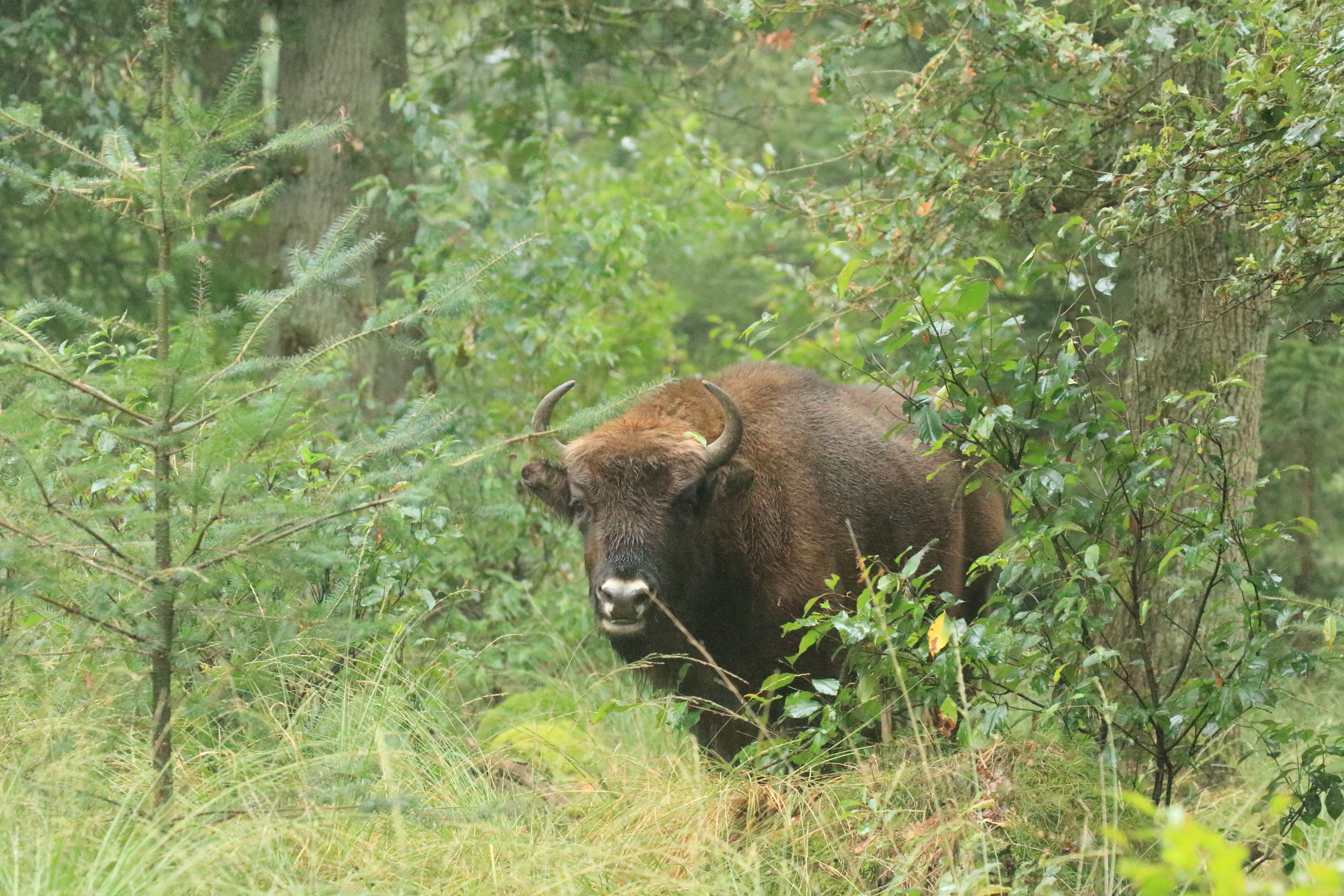 Wisent op de Veluwe