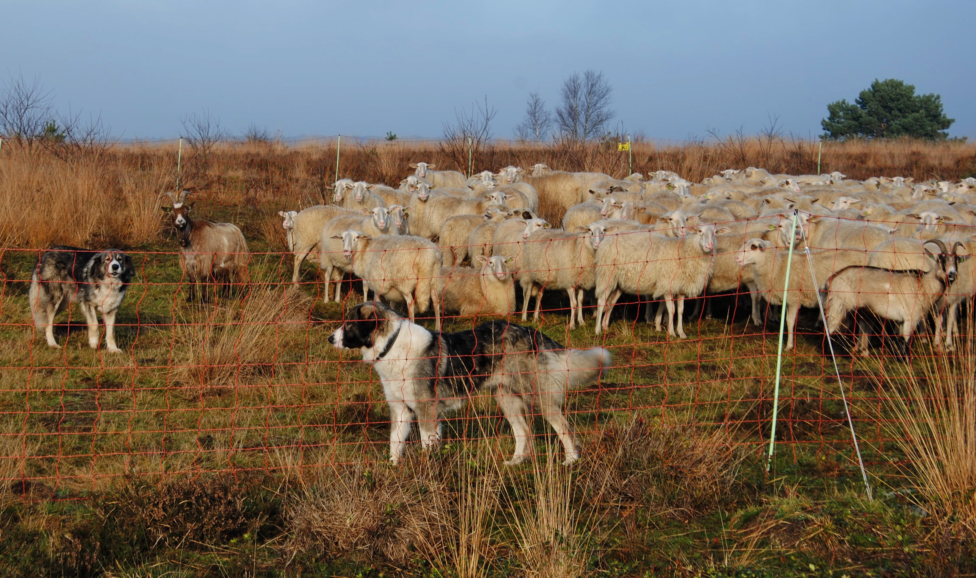 Kuddewaakhonden tussen schapen en geiten. Foto: Ray Dorgelo, Canine Efficiency