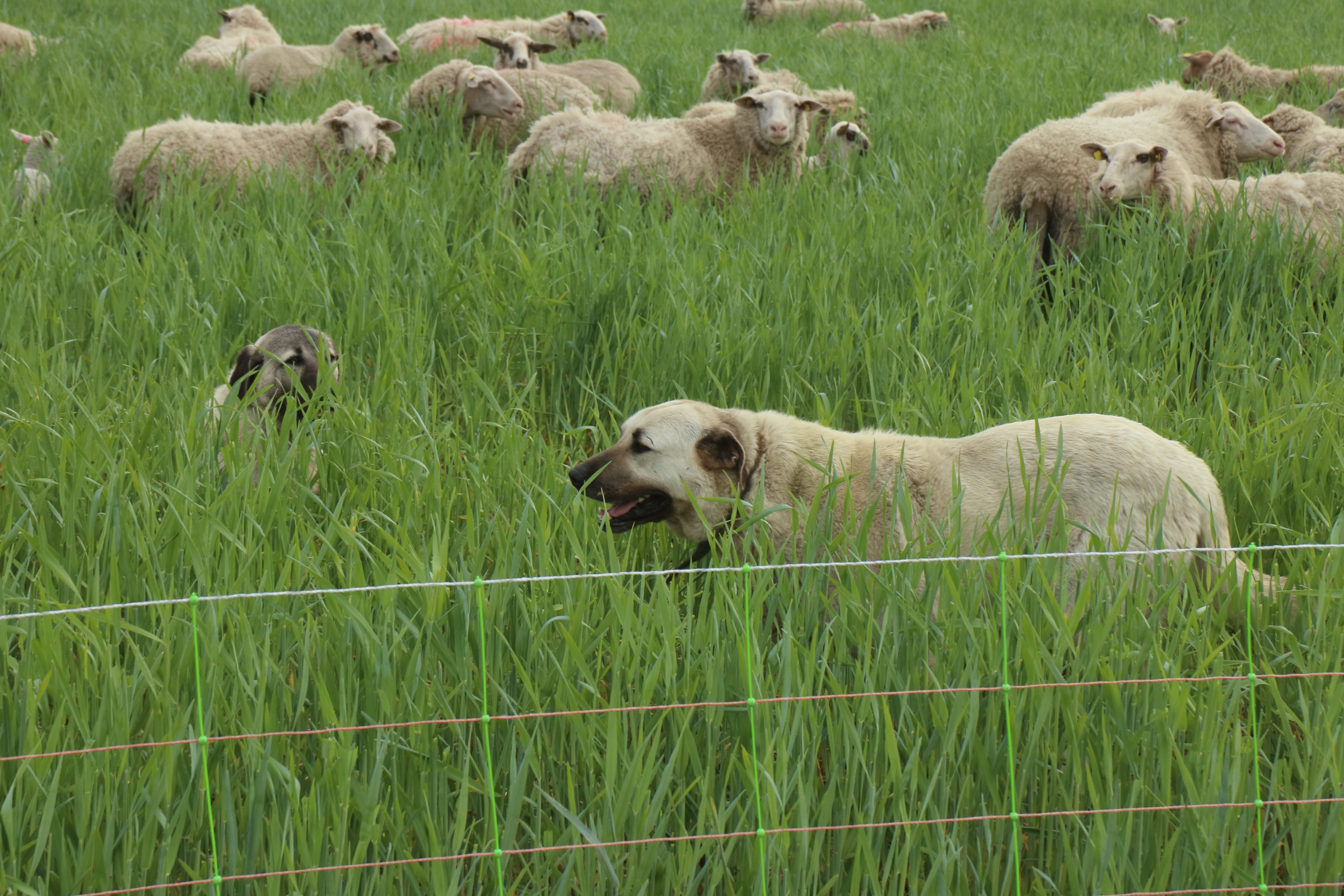 Bescherming van individuele kuddes maakt het samenleven van vee en predatoren door het delen van gebieden mogelijk.