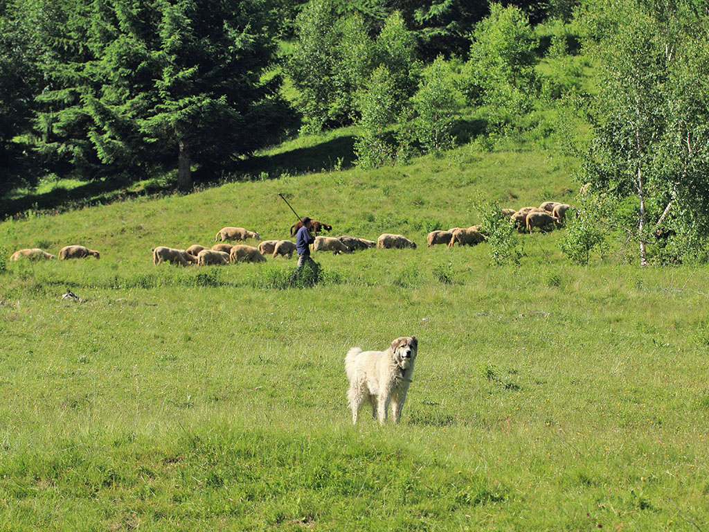 Schaapskudde met herder en kuddewaakhond in Roemenië.