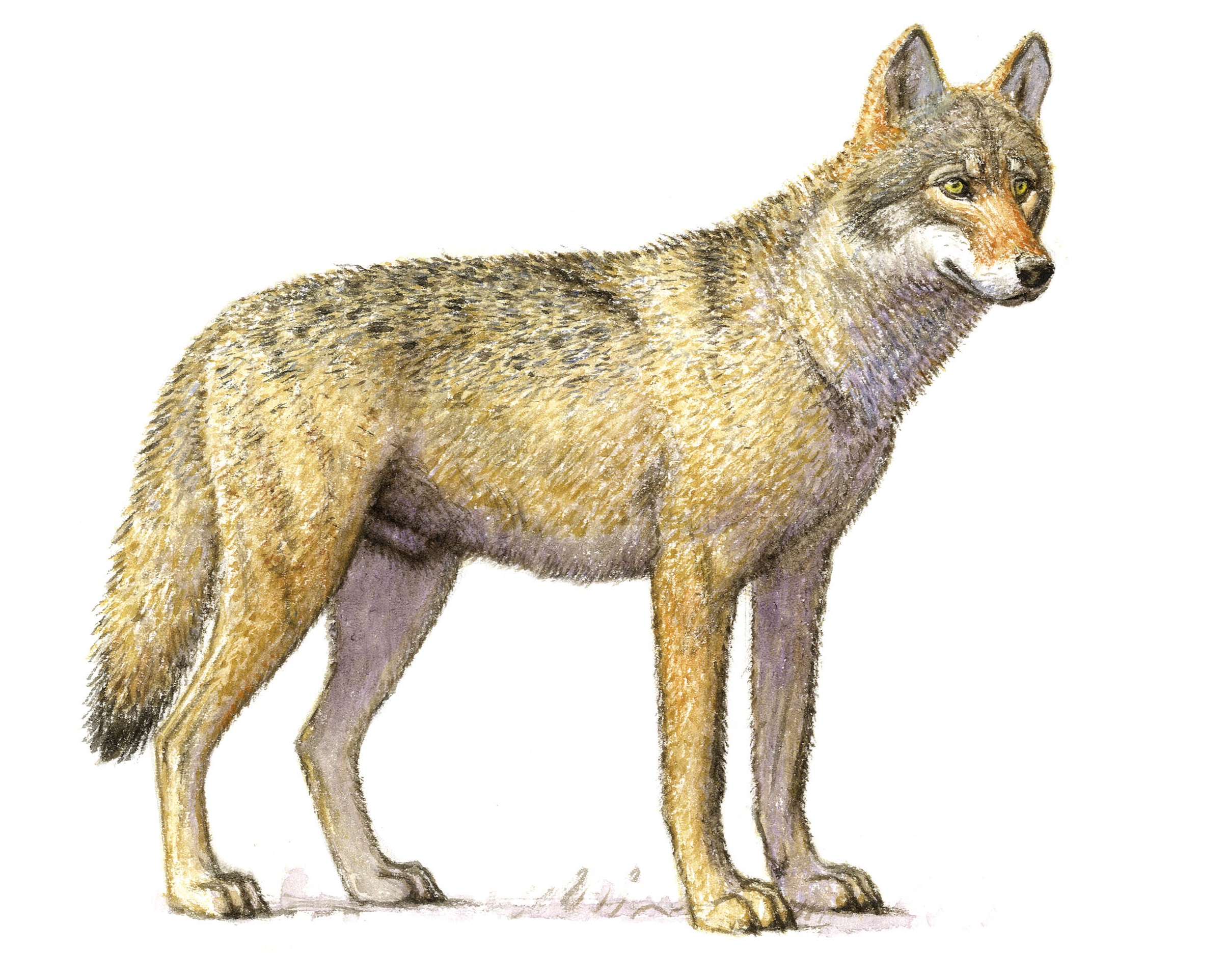 Wolf (Illustratie Jeroen Helmer)