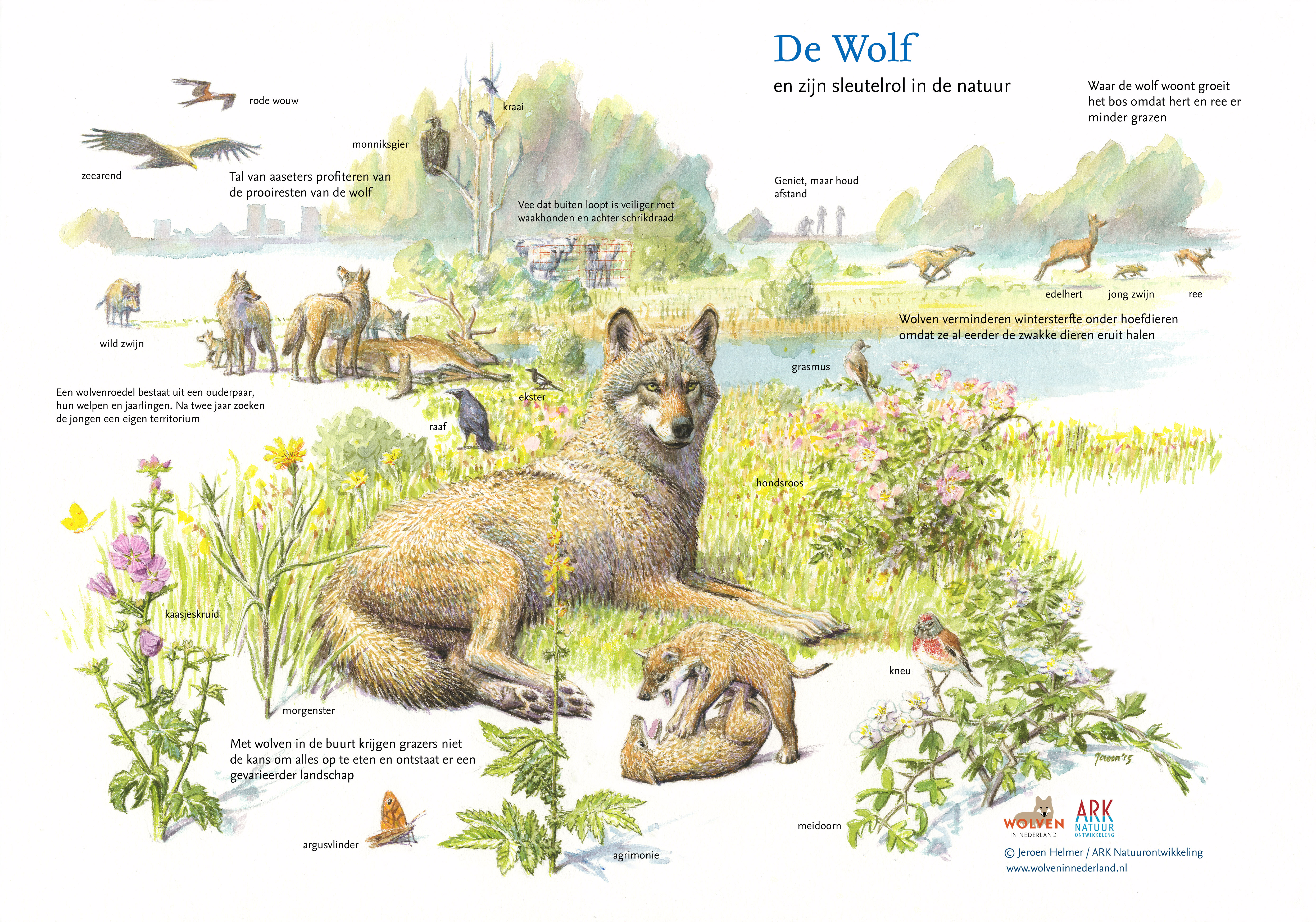 De wolf speelt een belangrijke rol in de natuur.