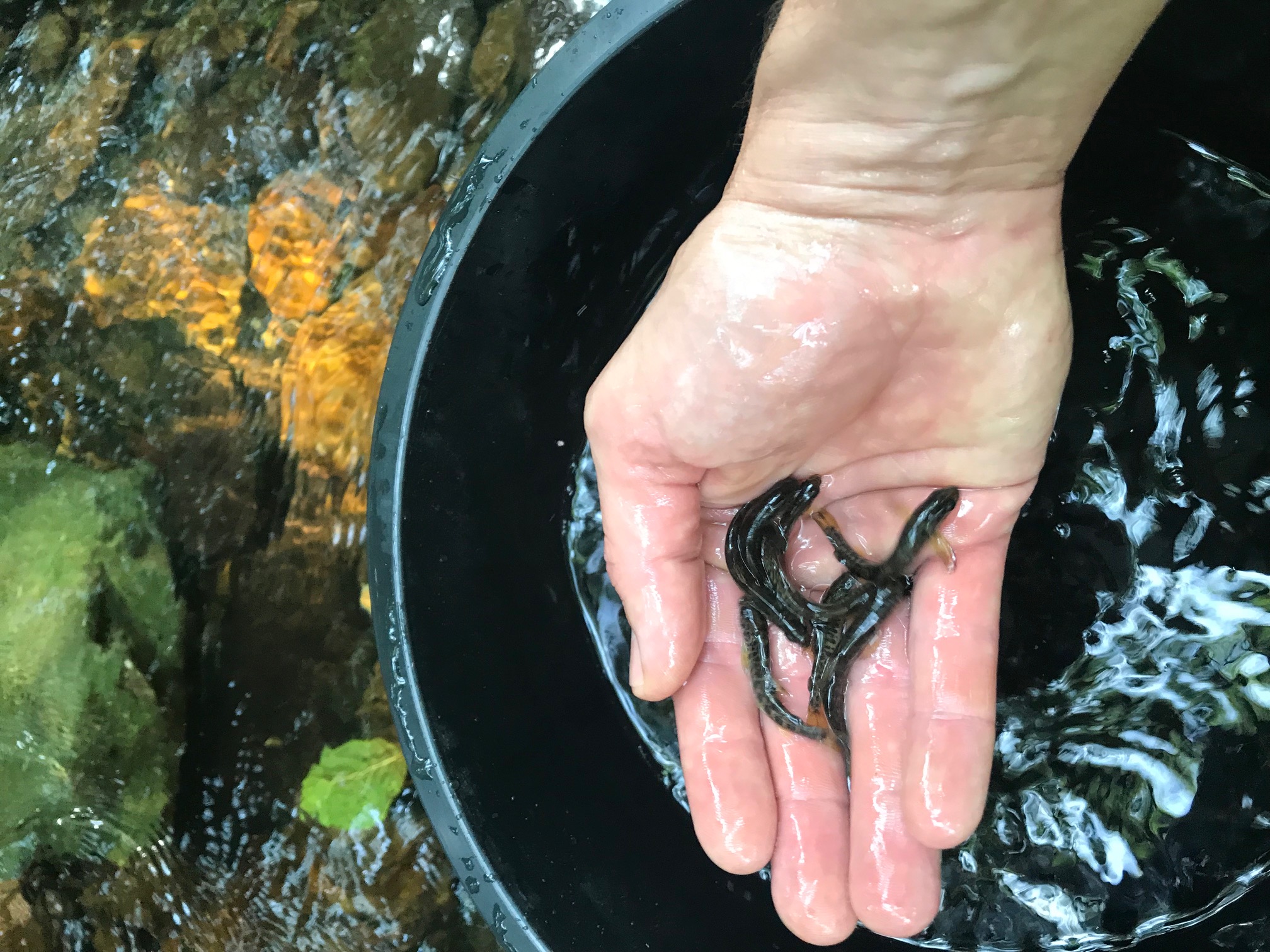 Jonge zalmpjes die worden uitgezet