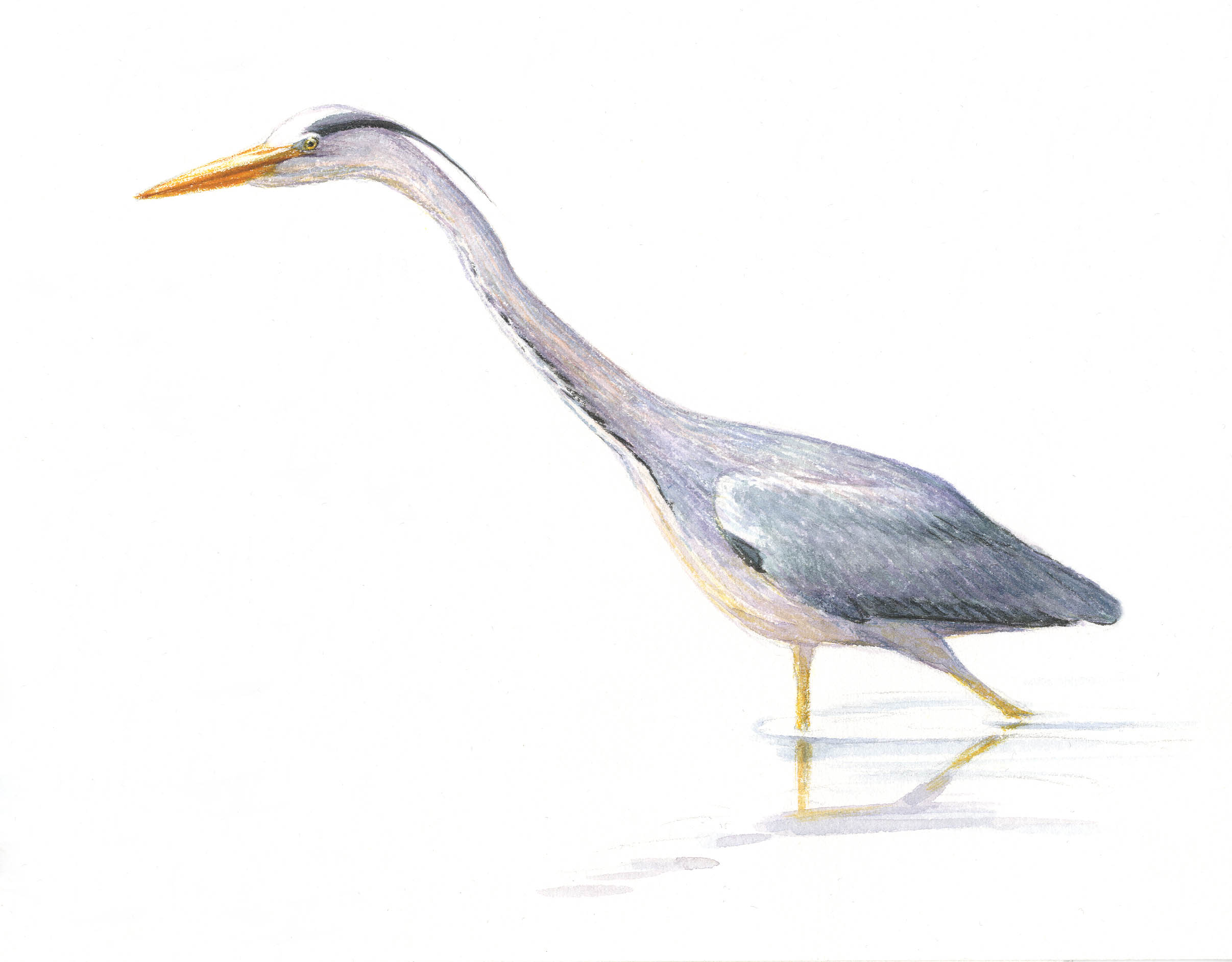 Blauwe reiger