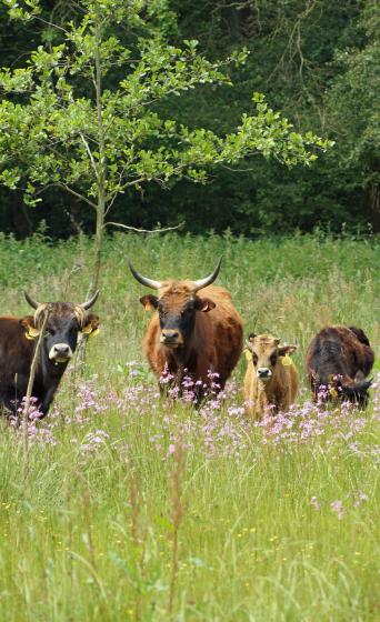 Grote grazers gebruiken een gebied elk seizoen anders, waardoor jaarrondbegrazing het grootste effect heeft. Lars Soerink. 