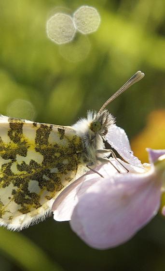 Oranjetipje op bloeiende pinksterbloem