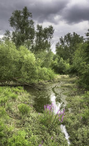 Eiland van Brienenoord