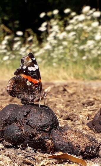 Atalanta op poep van grote grazers