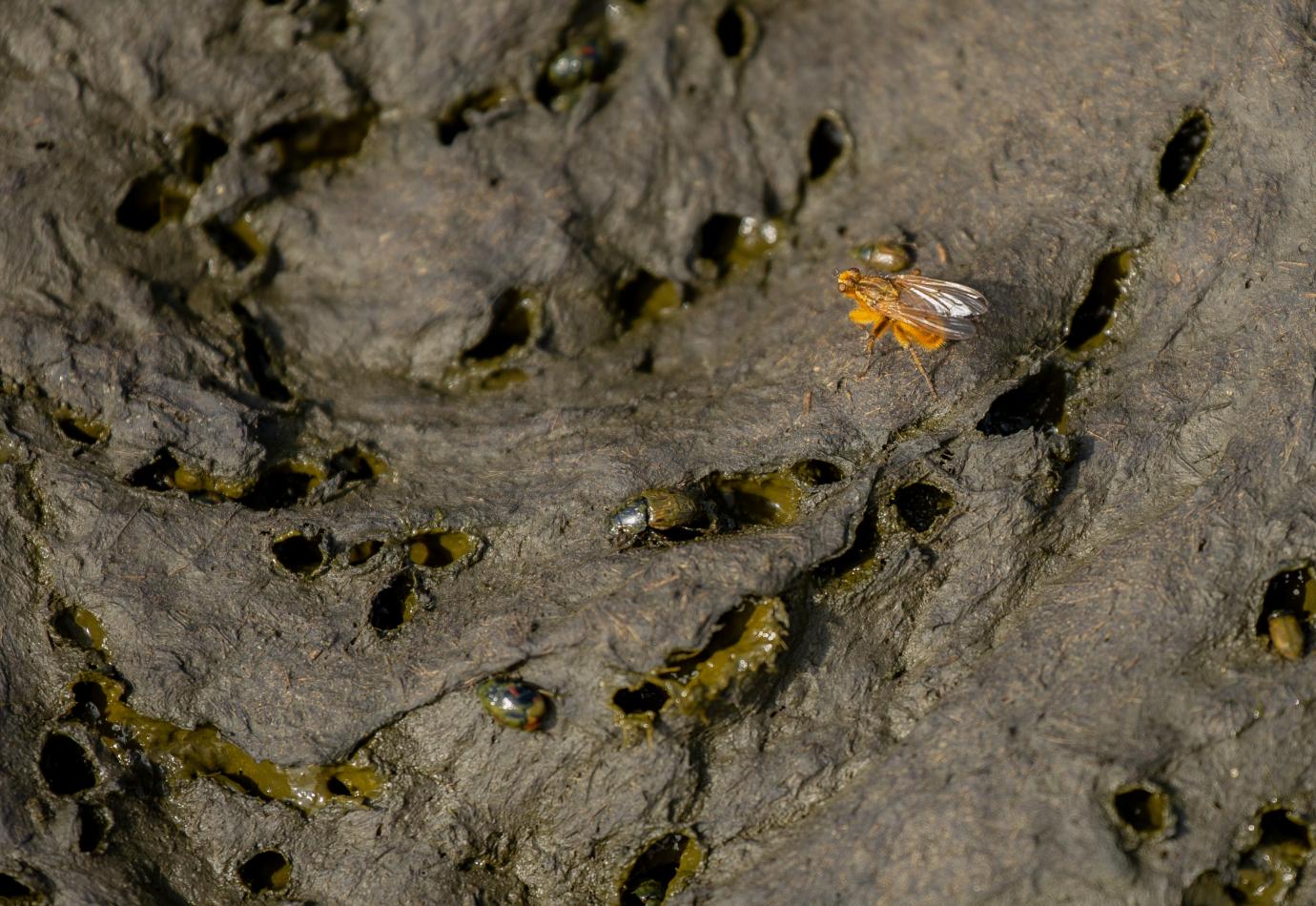 Koeienvlaai met mestkevers en een strontvlieg © Sabine Wolters