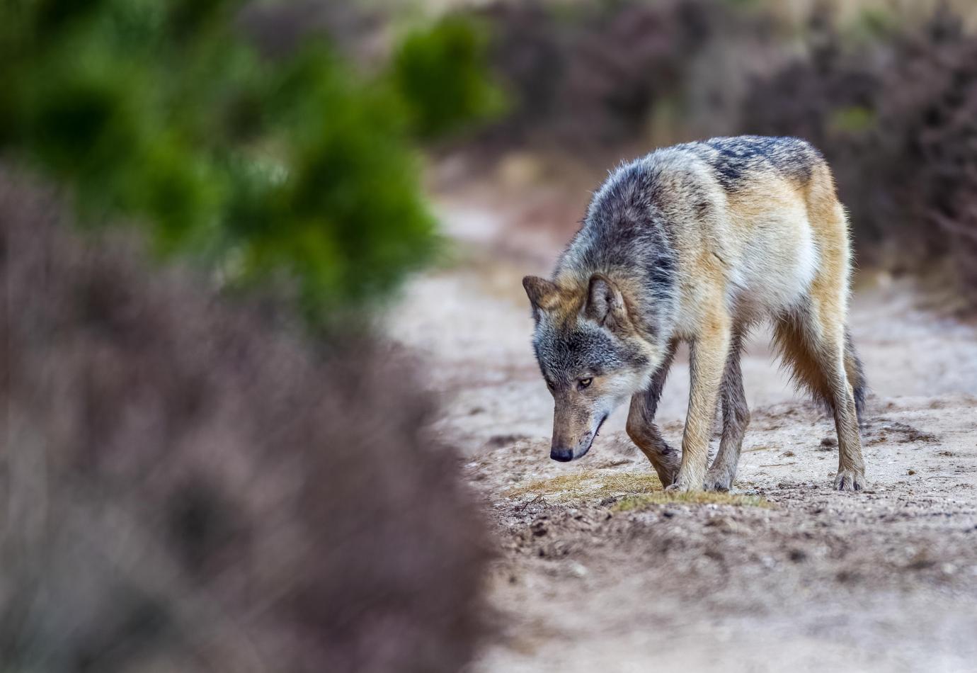 Wolf | ARK Rewilding Nederland