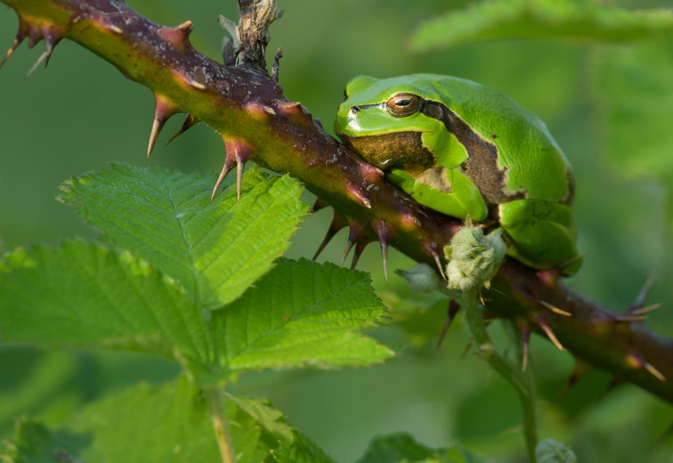 Boomkikker in rewildinggebied KempenBroek