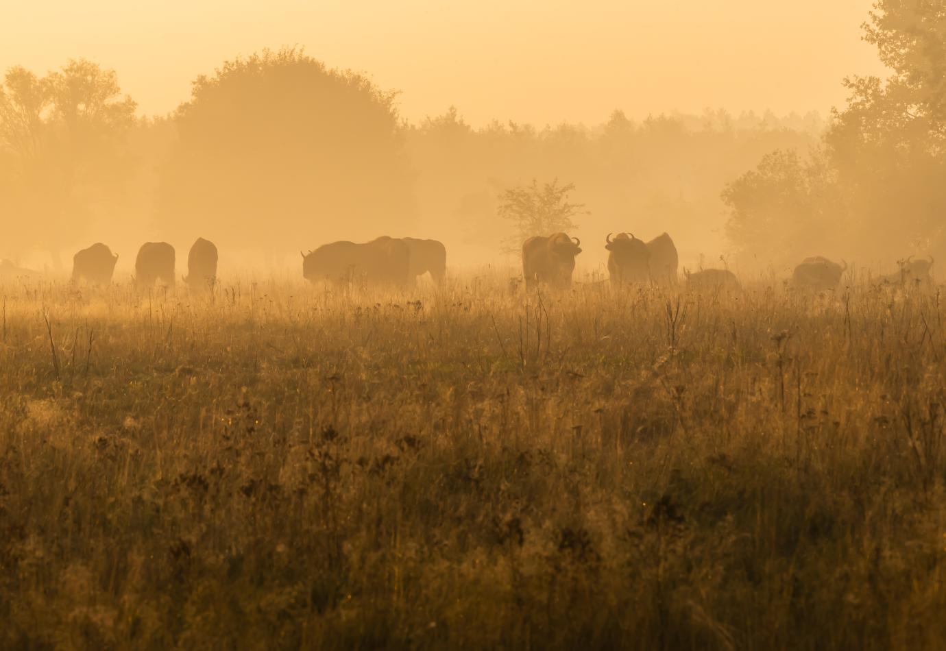 Wisenten op de Maashorst