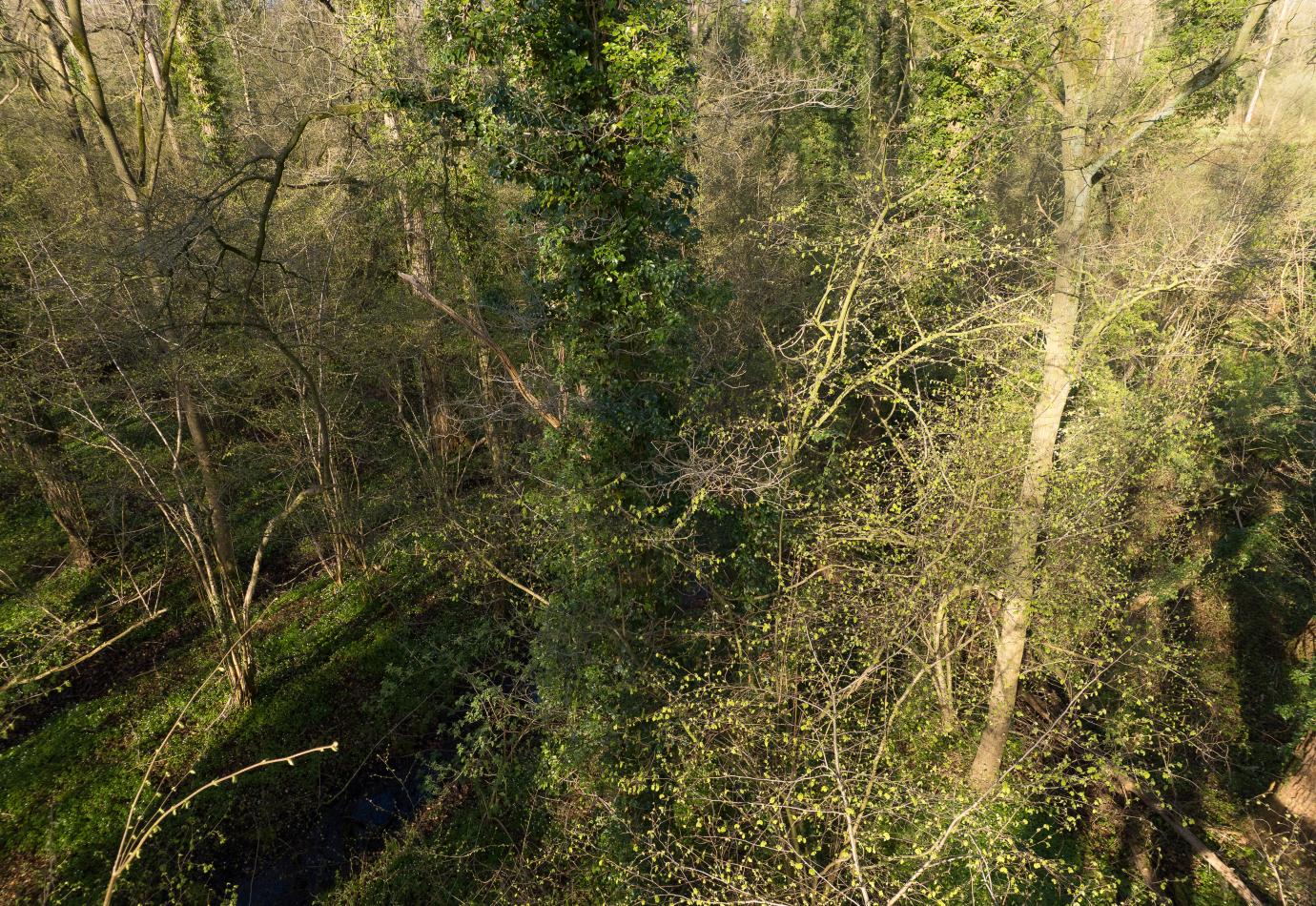 Leembos in Het Groene Woud