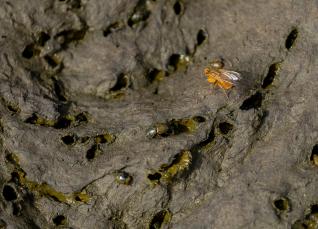 Koeienvlaai met mestkevers en een strontvlieg © Sabine Wolters