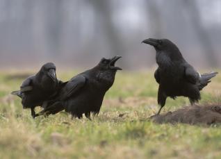 Raven op kadaver