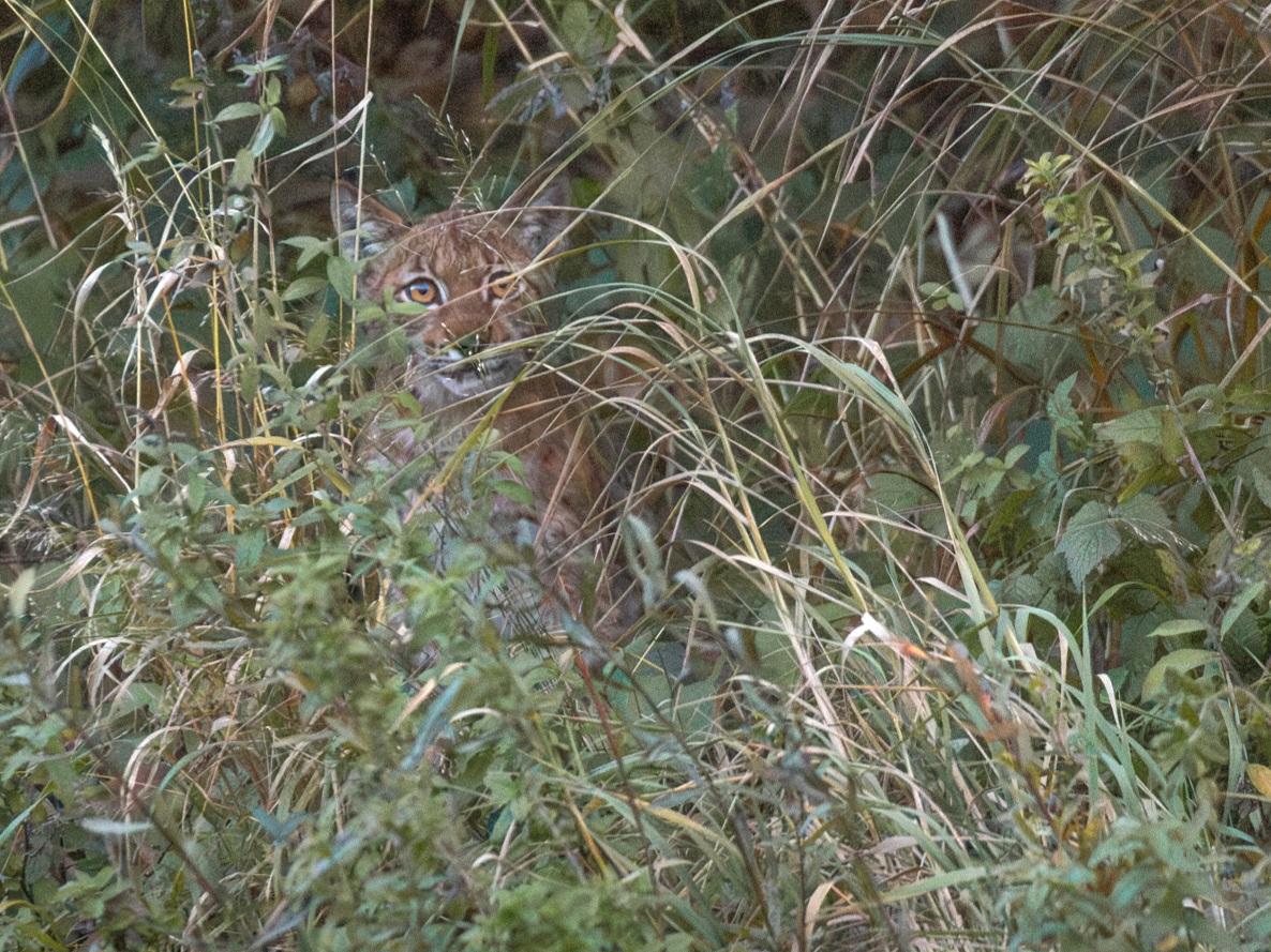Lynx | ARK Rewilding Nederland