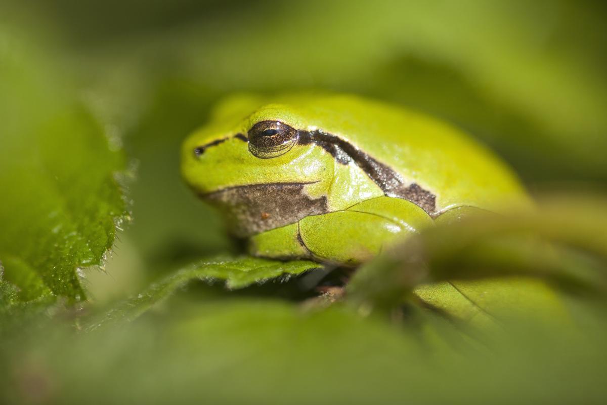 Nieuwe wilde natuur in Kempen~Broek dankzij Postcode Loterij | ARK ...