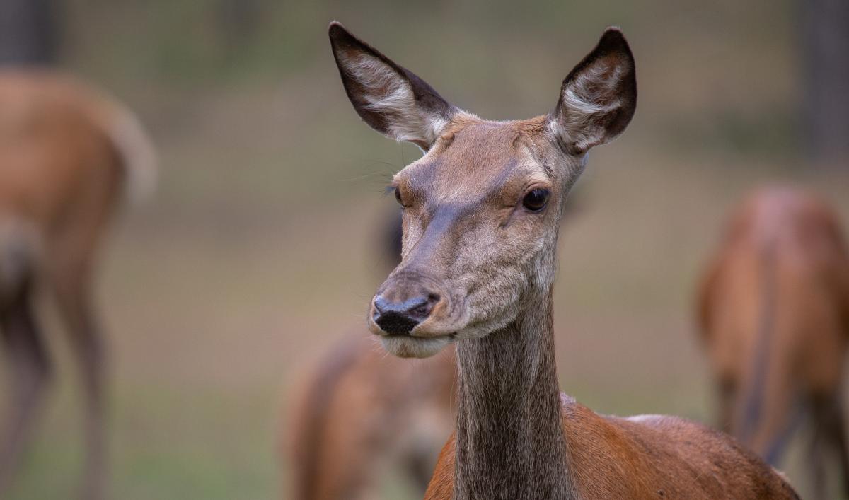 Het Groene Woud: in de (voet)sporen van het edelhert