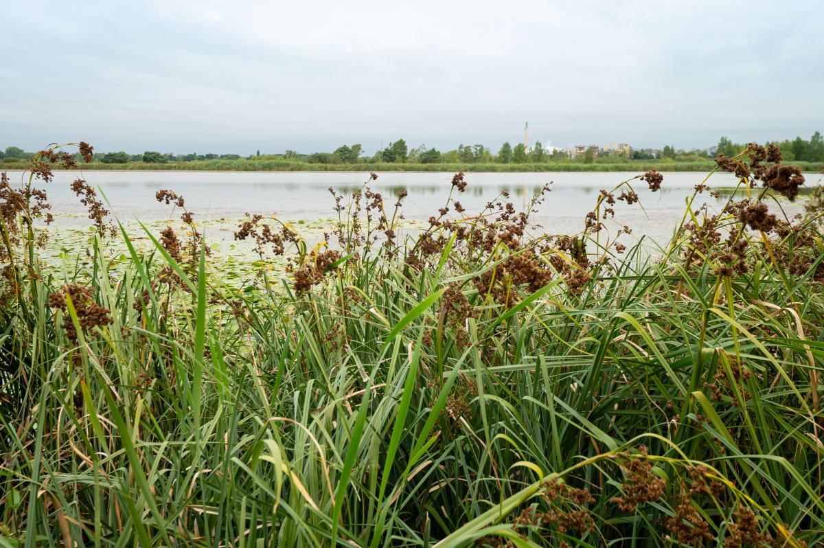 arkrewilding.nl