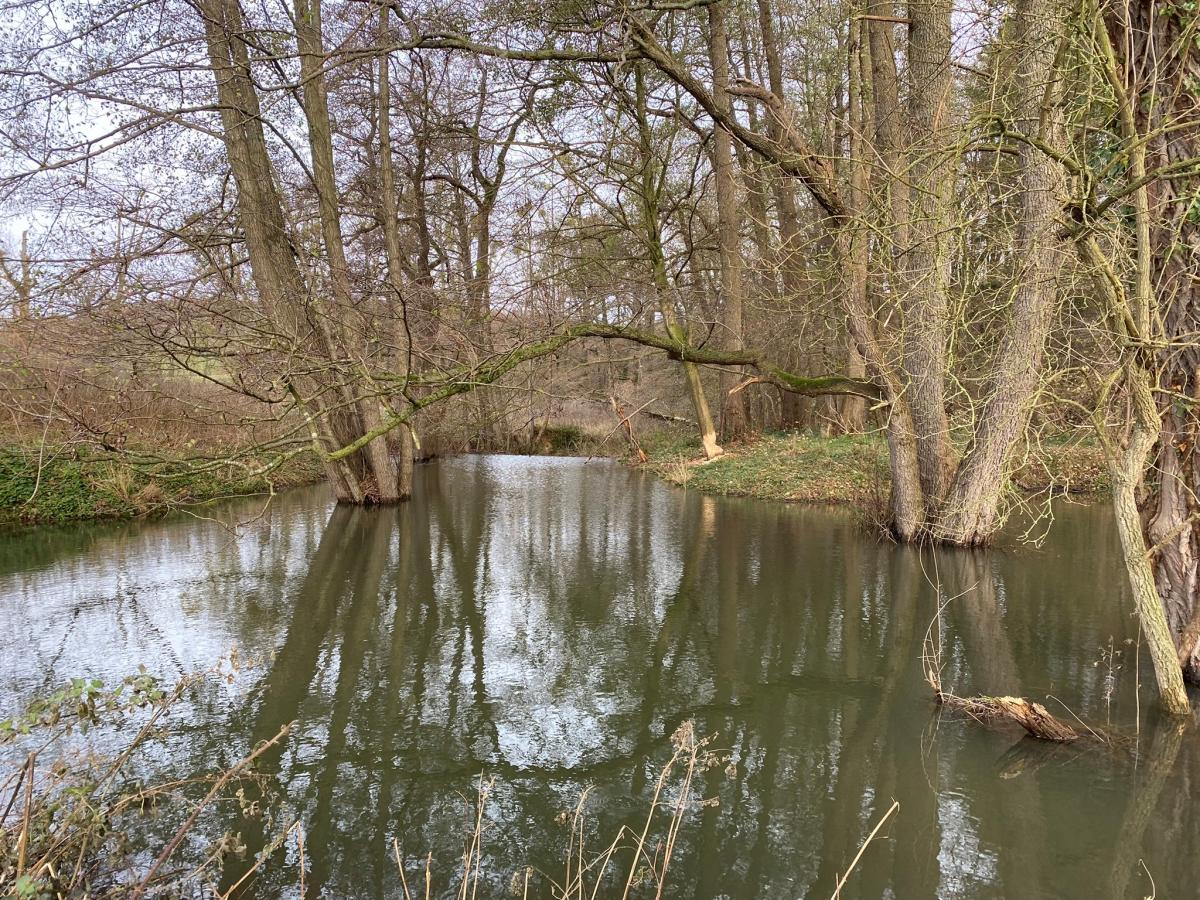 Bever als bondgenoot voor waterberging