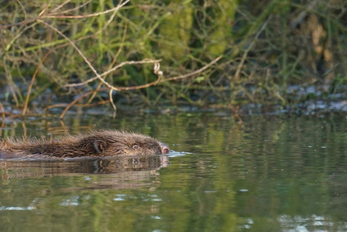 Beverkracht: Knager met een grote natuurimpact