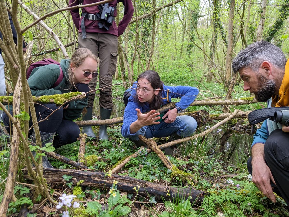 BioBlitz in het hart van Het Groene Woud | ARK Rewilding Nederland