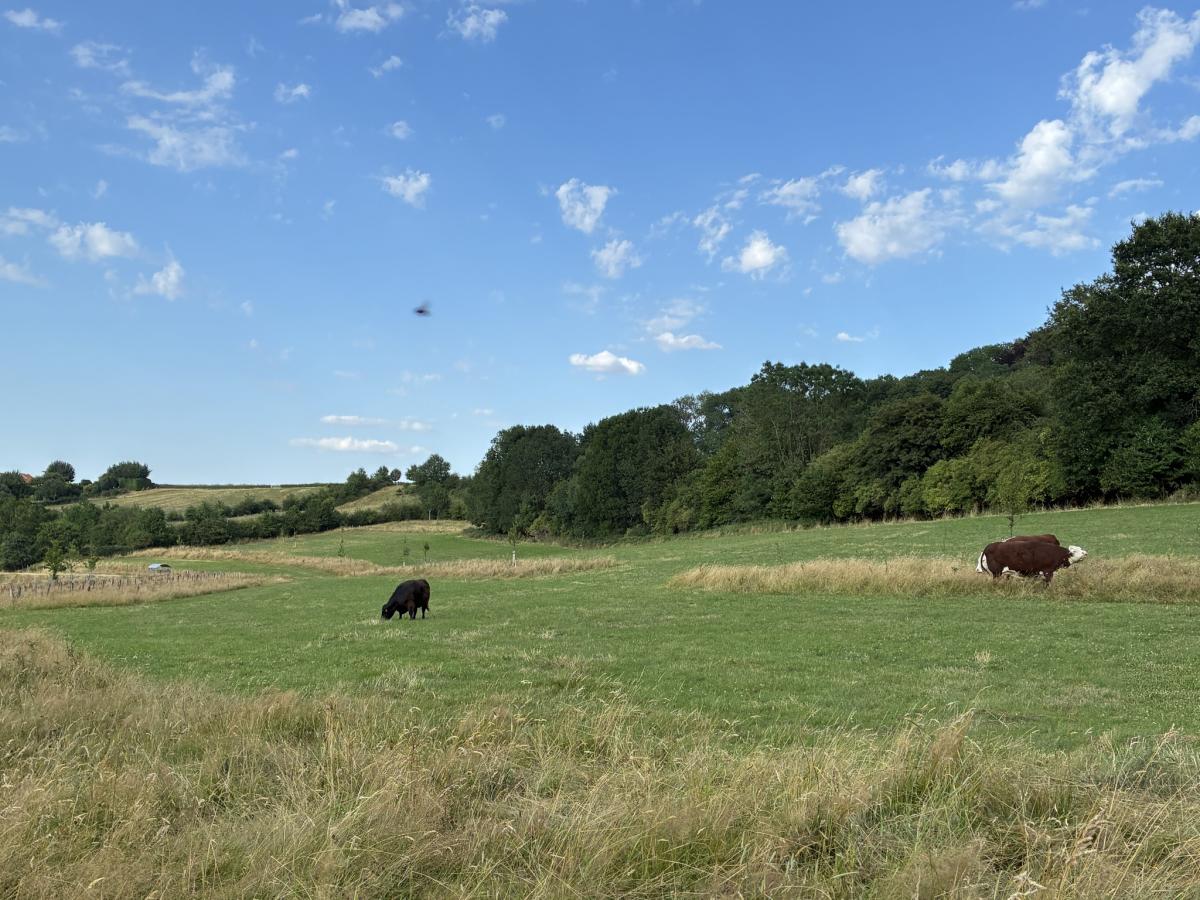 ARK koopt weide bij Vijlen voor natuur én waterveiligheid
