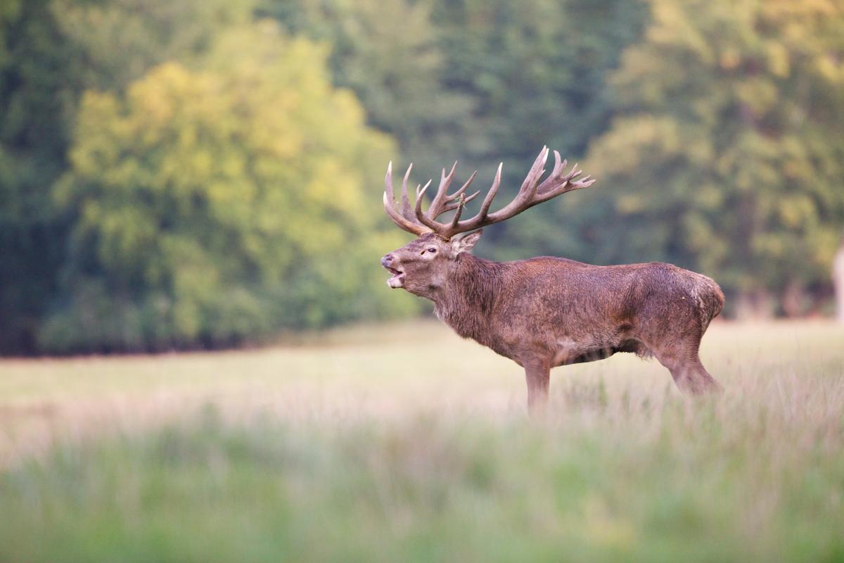 Hoor je het burlen al? Tijd om op hertenexcursie te gaan!